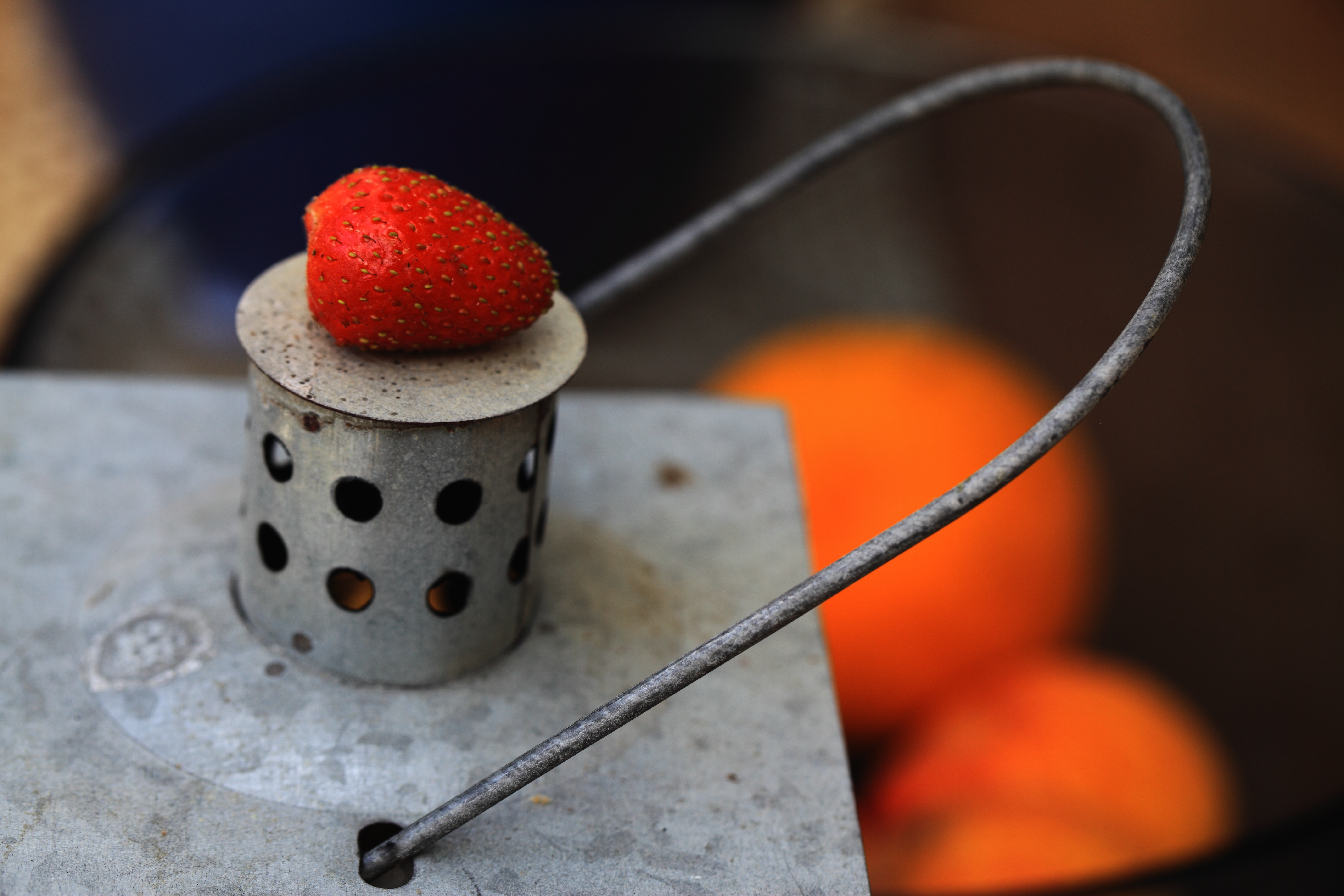 Strawberry living in New Malden