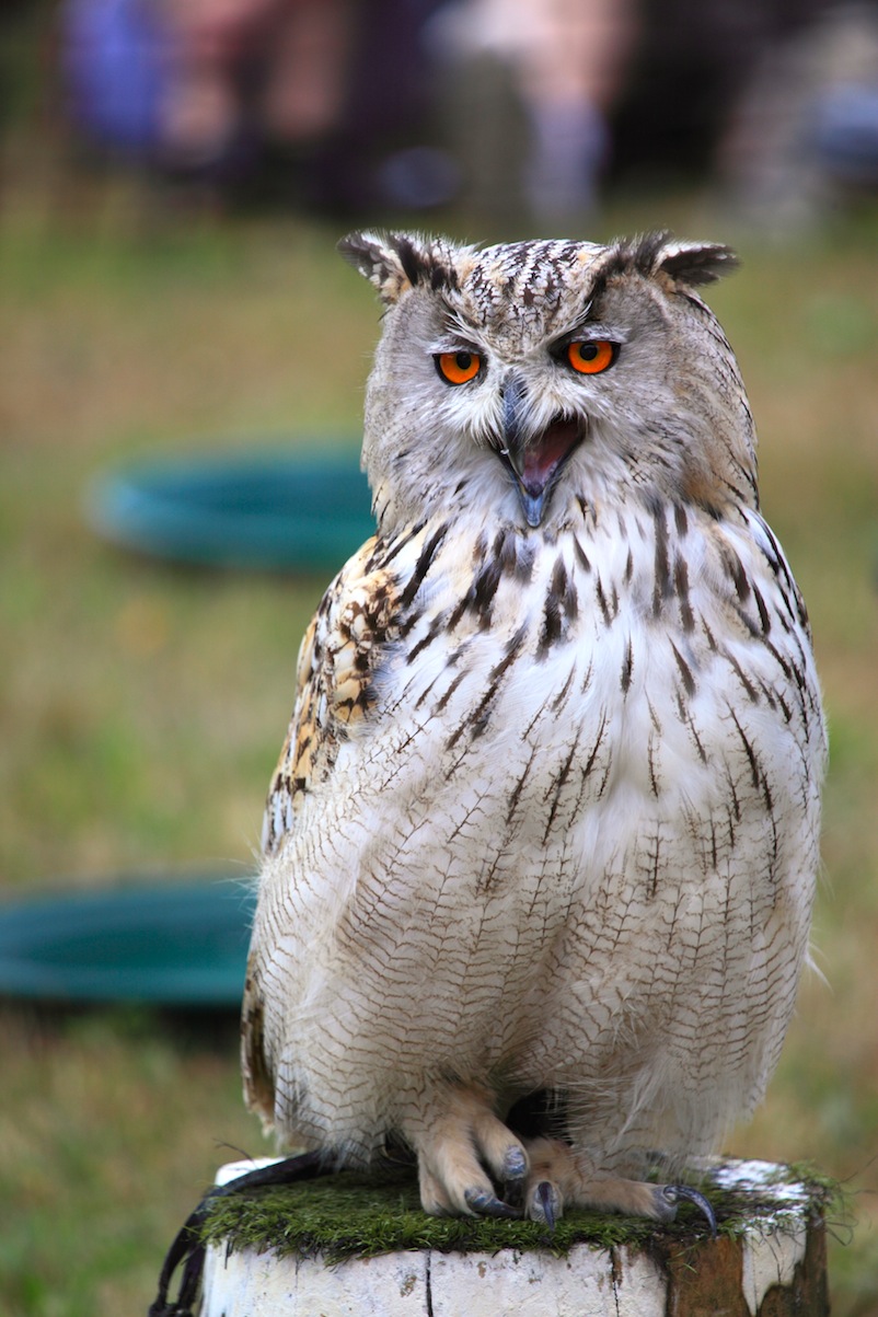 African Eagle Owl by Chris Bushe