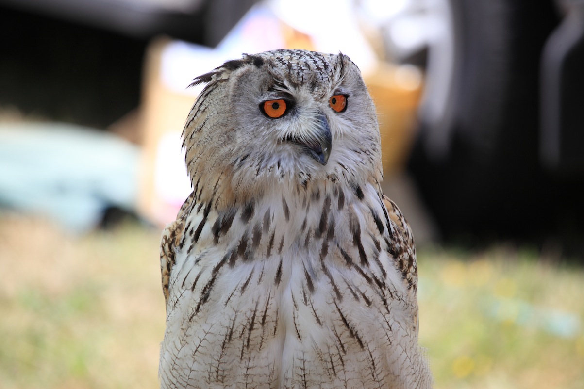 African Eagle Owl by Chris Bushe
