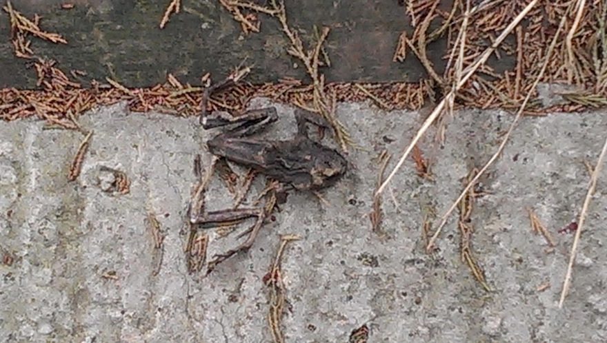 Fossilised Frog watching Kettering FC