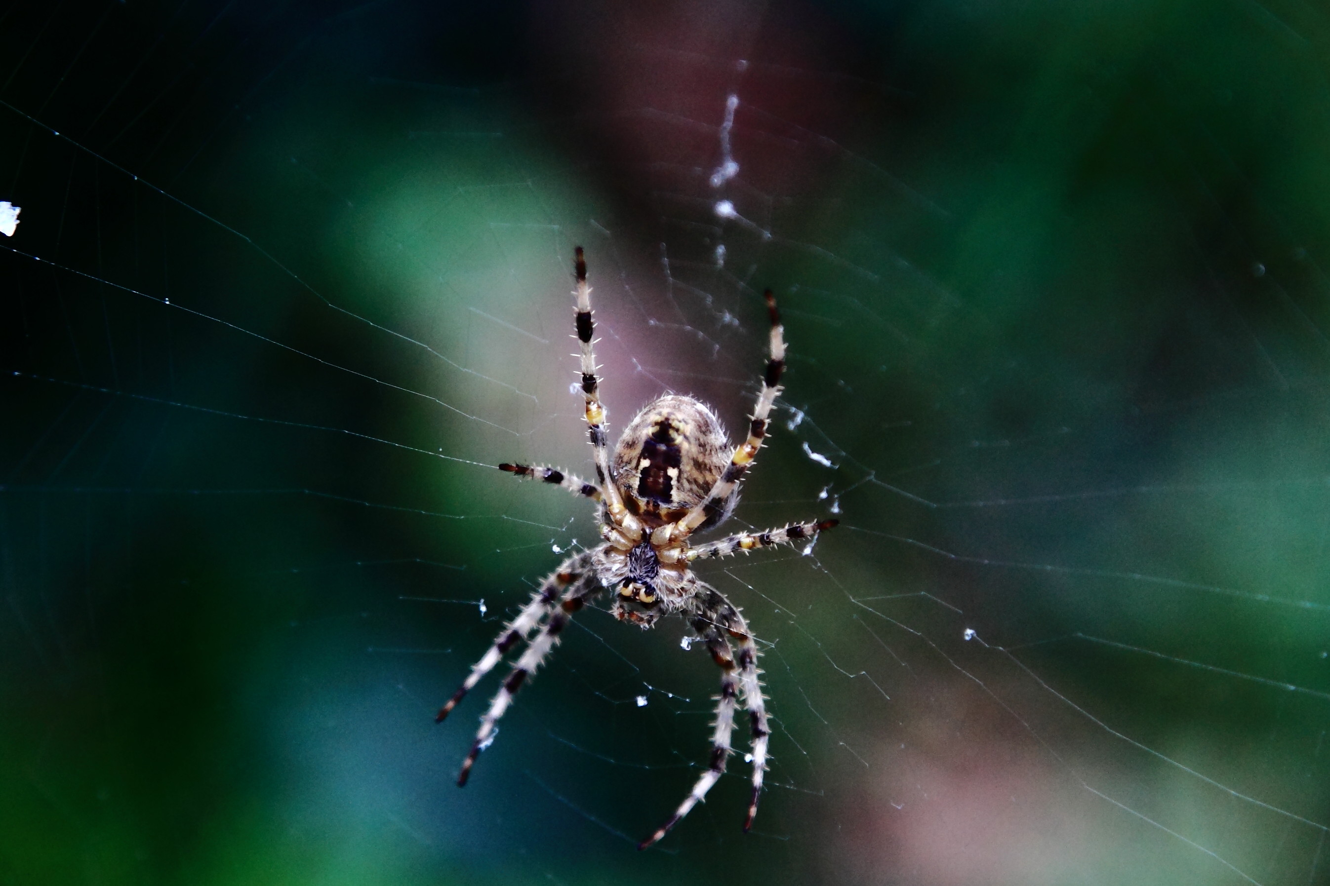 Garden Spider by chris Bushe