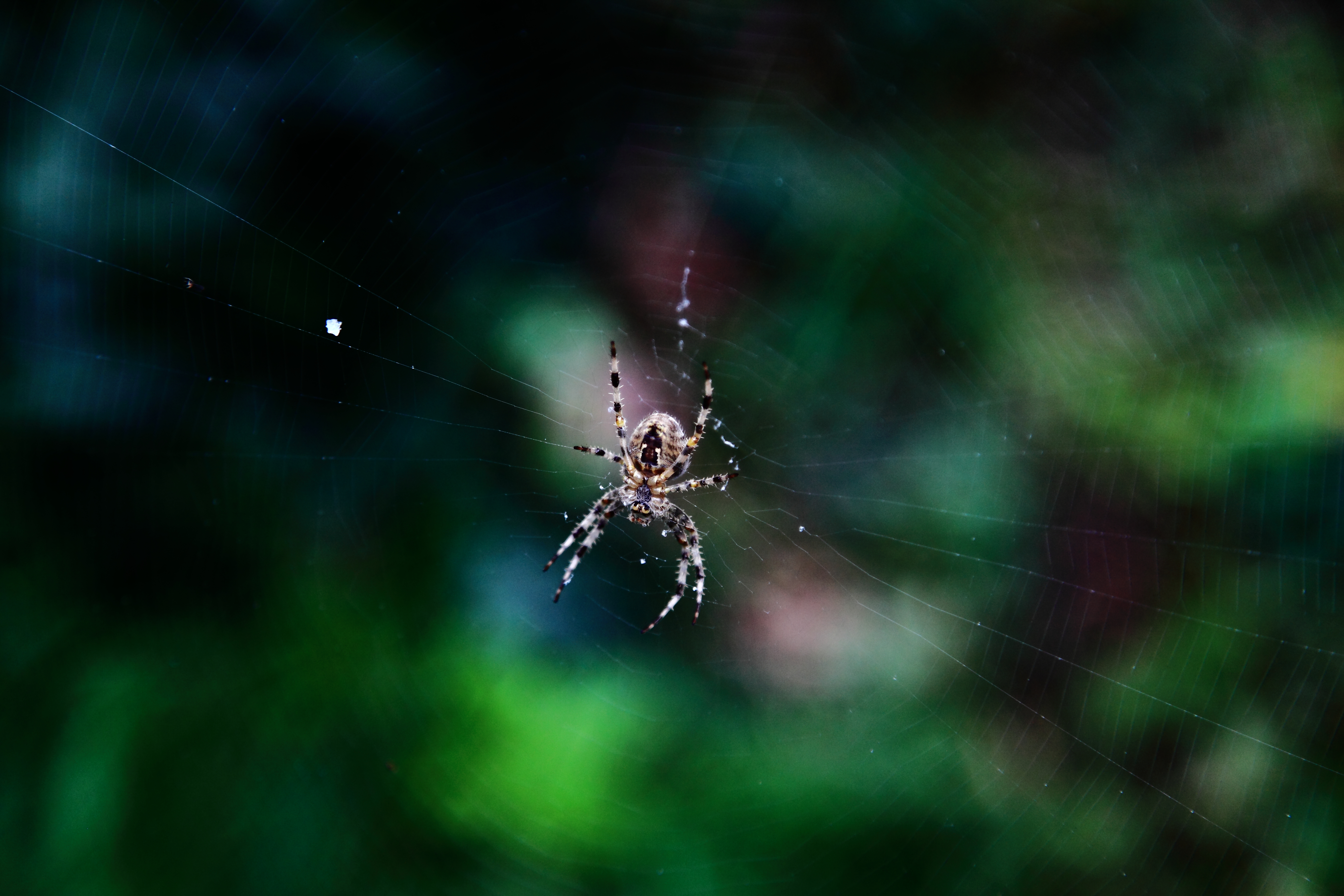 Garden Spider by chris Bushe