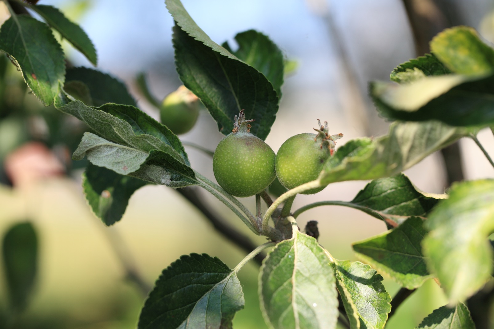 The first apples ever grown on the small tree in the garden we planted 2 years ago. Copyright Chris Bushe