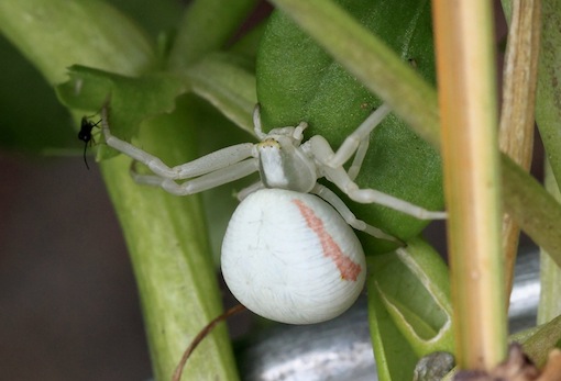 Crab Spider in the garden one summer day. What was it doing thereCopyright Chris Bushe
