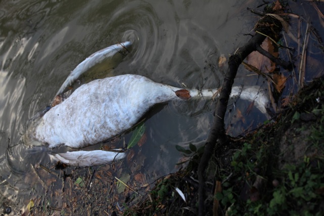 Dead Swan2