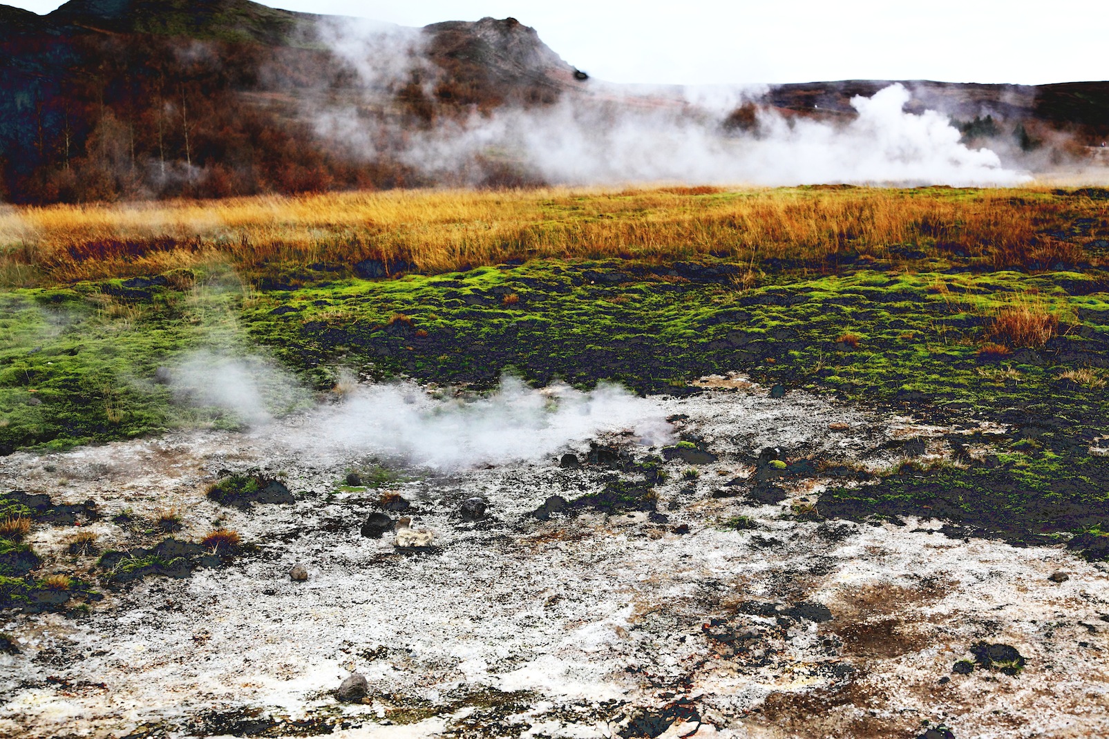 Iceland geysers.Crab Spider in the garden one summer day. What was it doing thereCopyright Chris Bushe