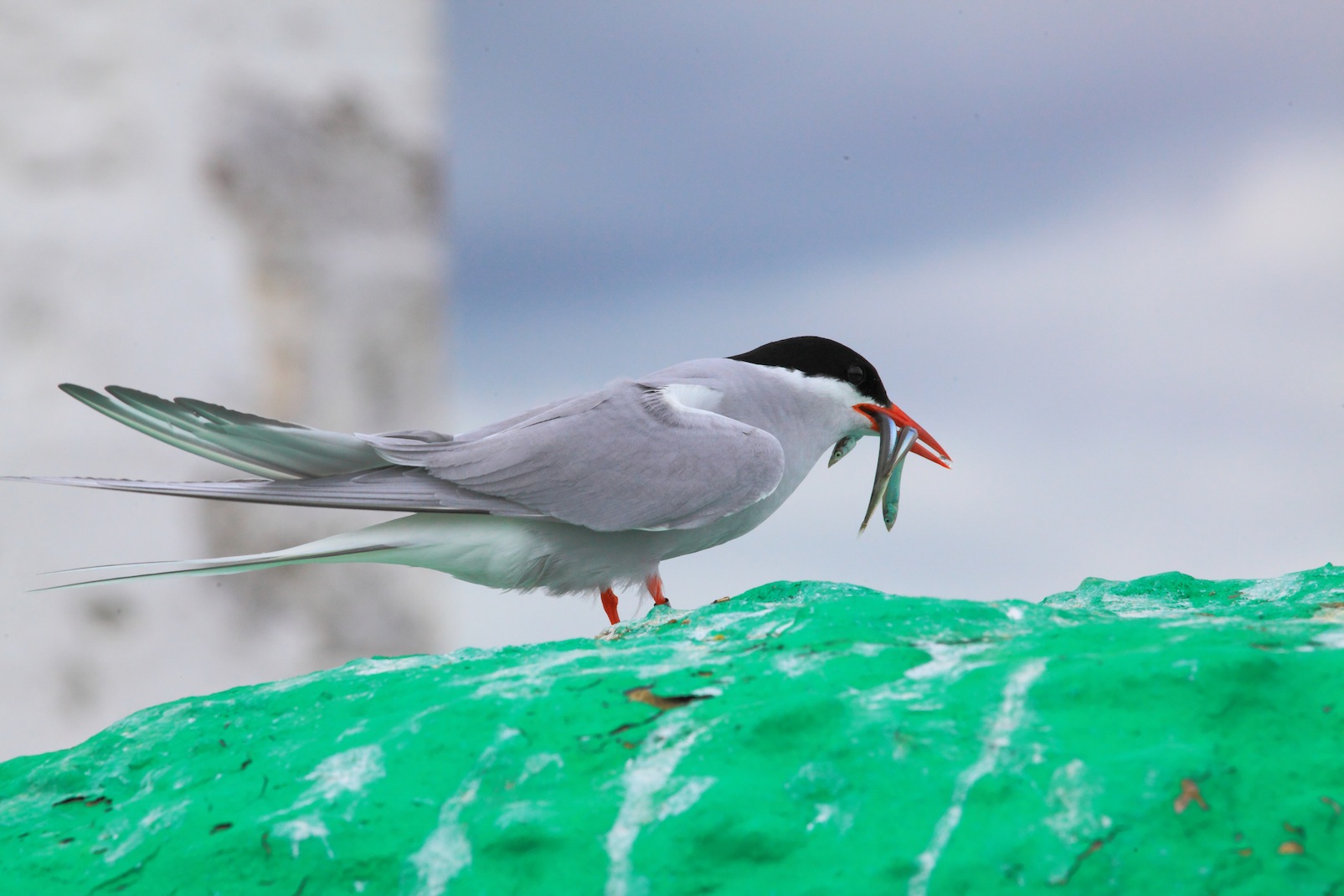 Arctic Tern on Farne Islands.Crab Spider in the garden one summer day. What was it doing thereCopyright Chris Bushe