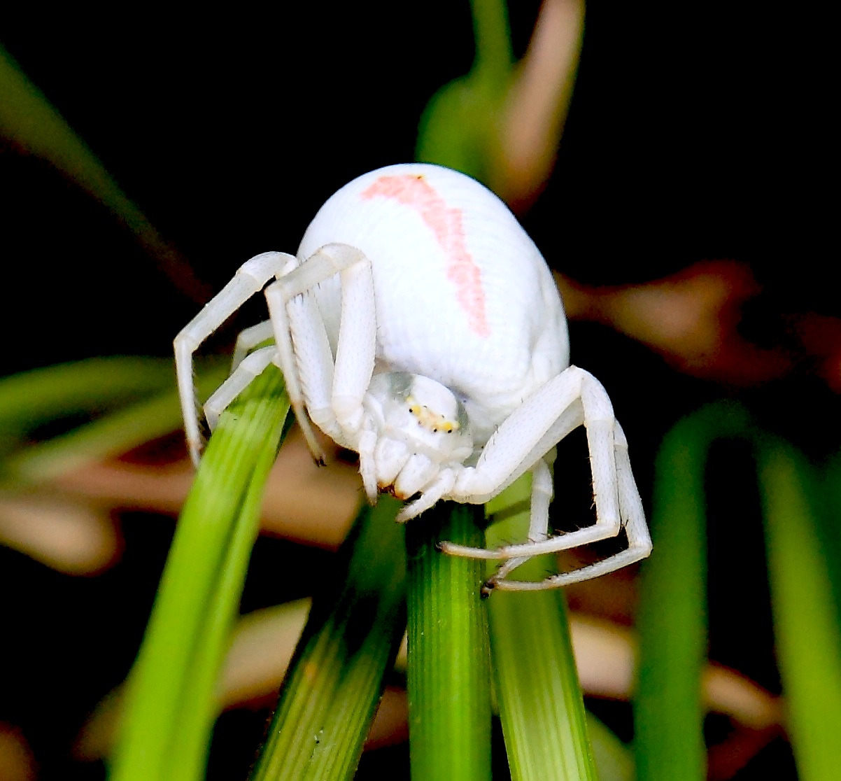 Crab Spider in the garden one summer day. What was it doing thereCopyright Chris Bushe
