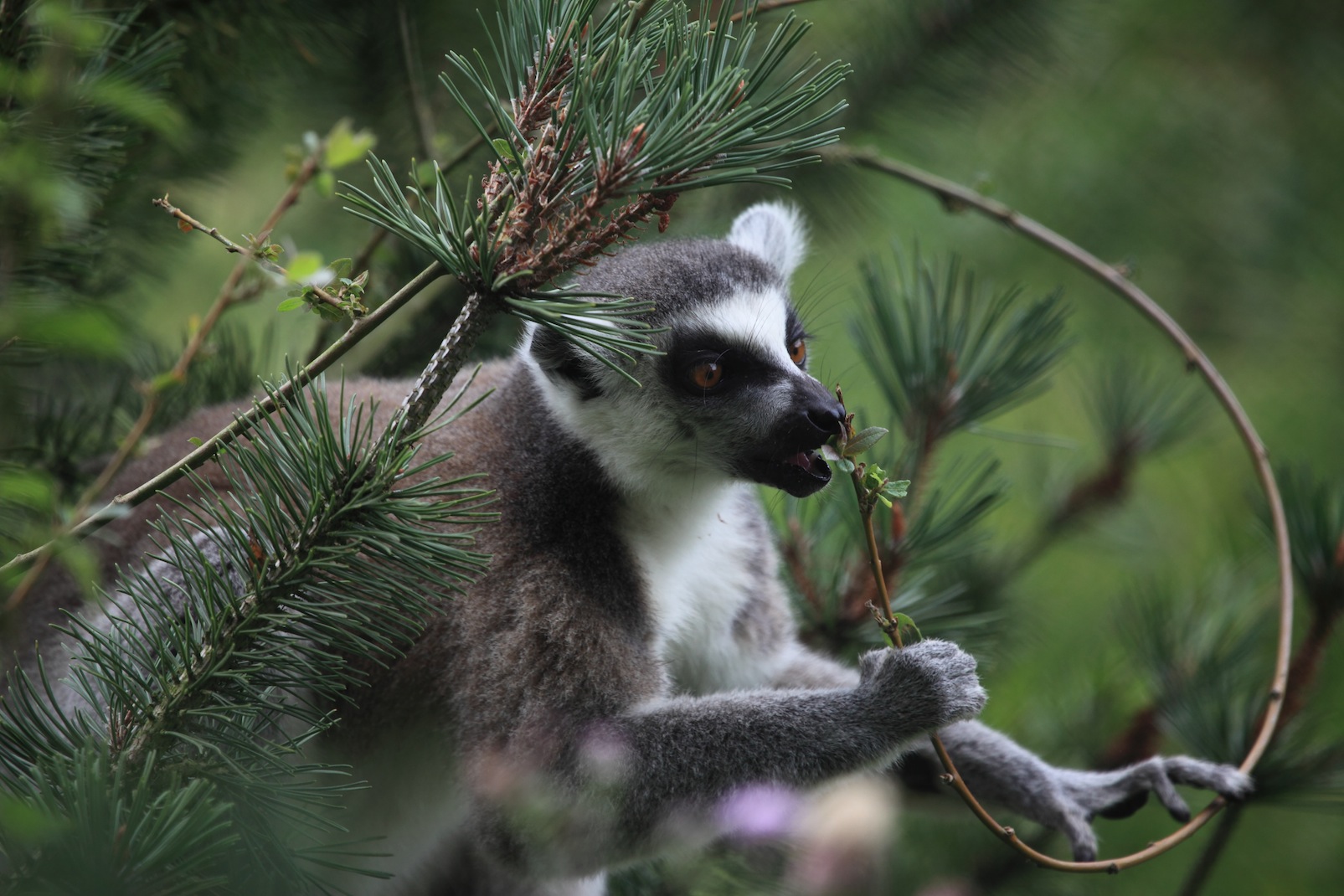 Lemur at Twycross zoo.Copyright Chris Bushe