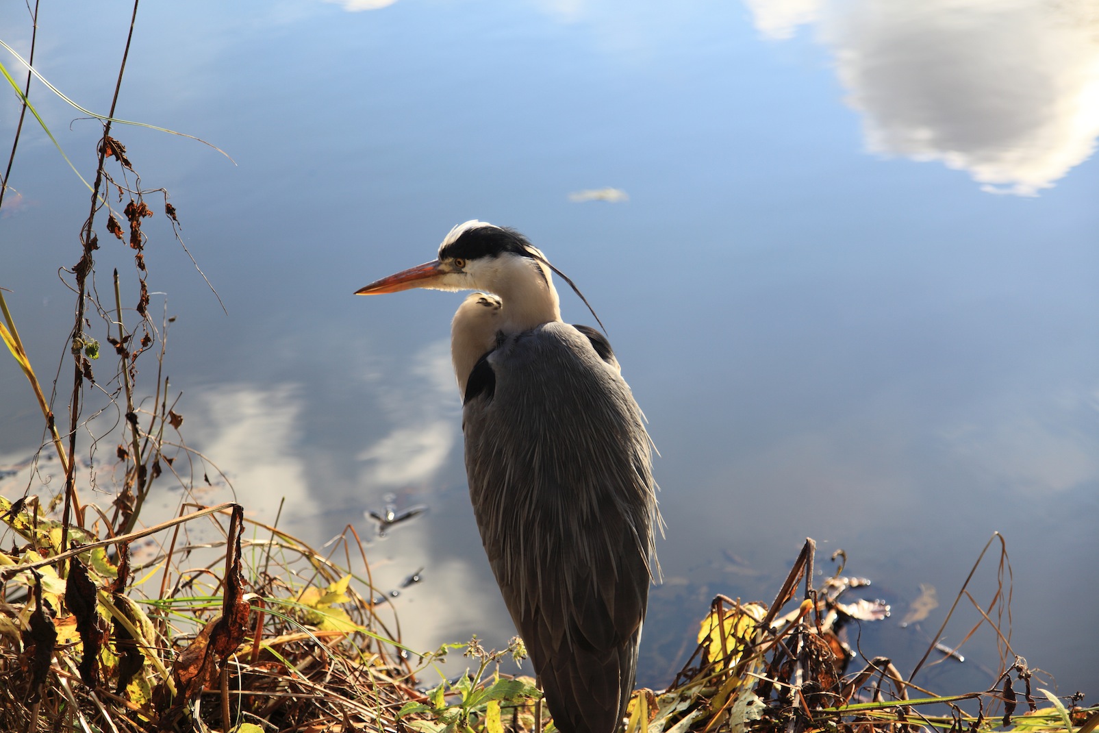 Heron in Vondels park amsterdam. An old heron i guess.Copyright Chris Bushe