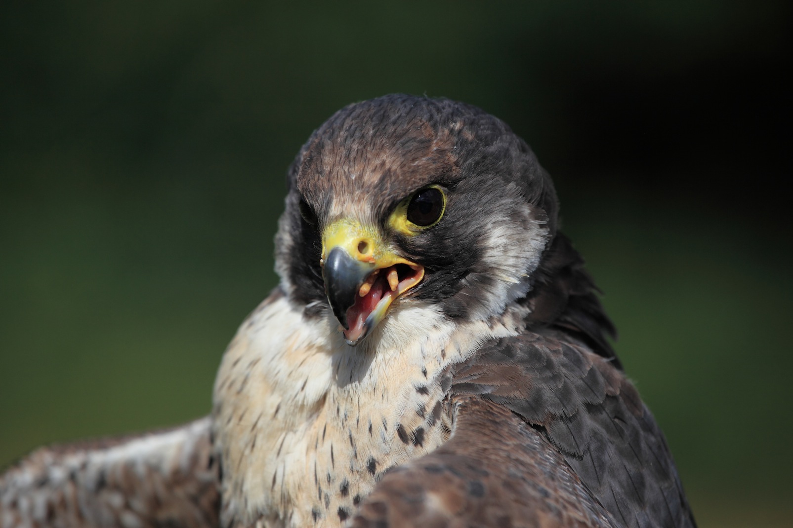 Peregrine Falcon eating a chick.Copyright chris Bushe