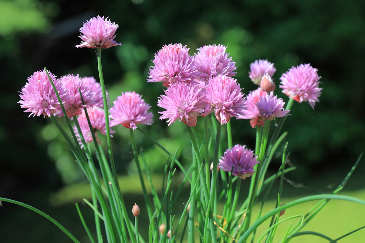 chives