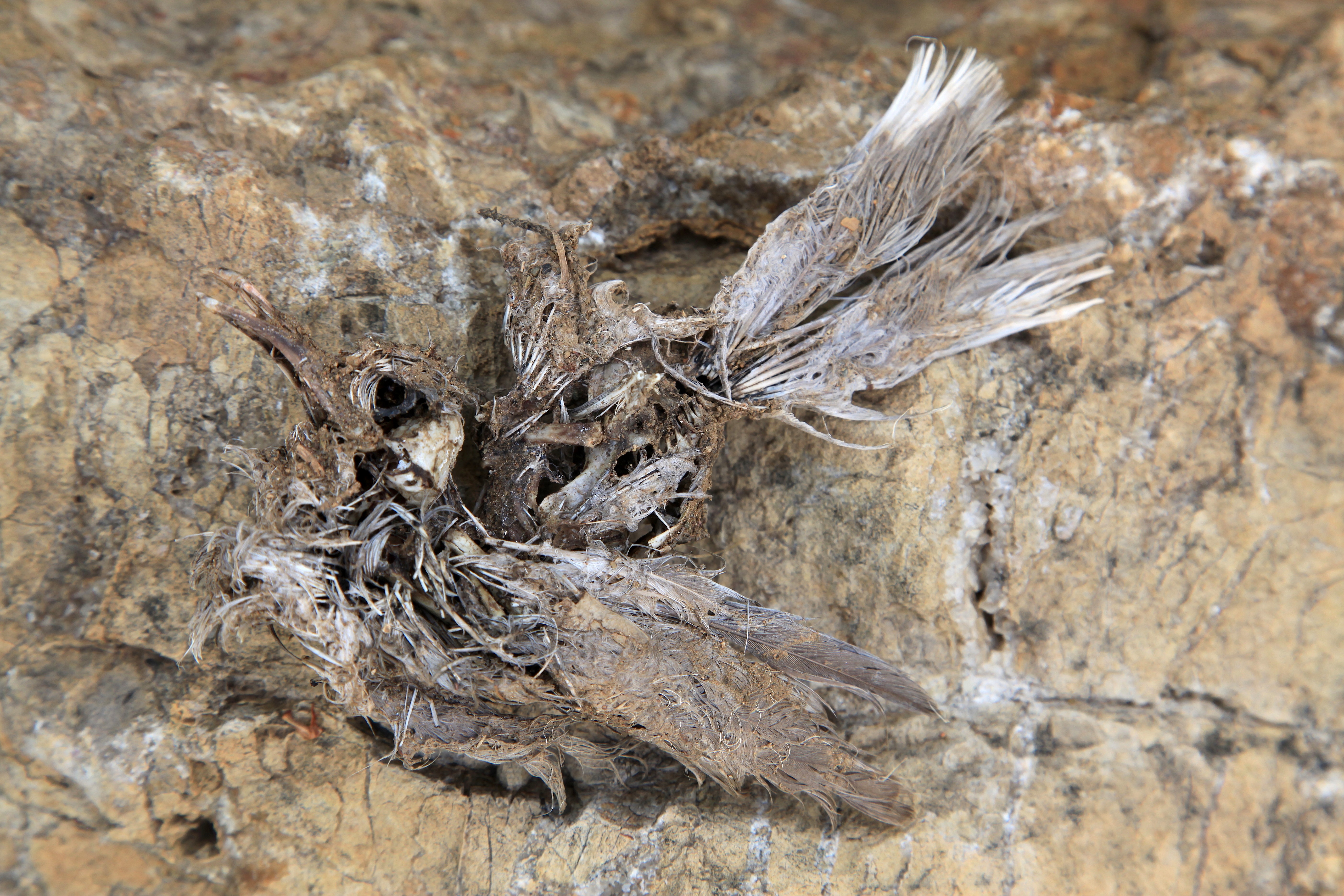 Fossilised Dead Bird