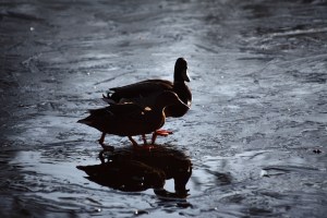Painshill Park Cobham. Copyright Chris bushe