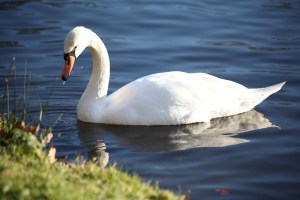 Painshill Park Cobham. Copyright Chris bushe