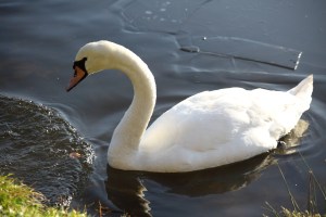 Painshill Park Cobham. Copyright Chris bushe