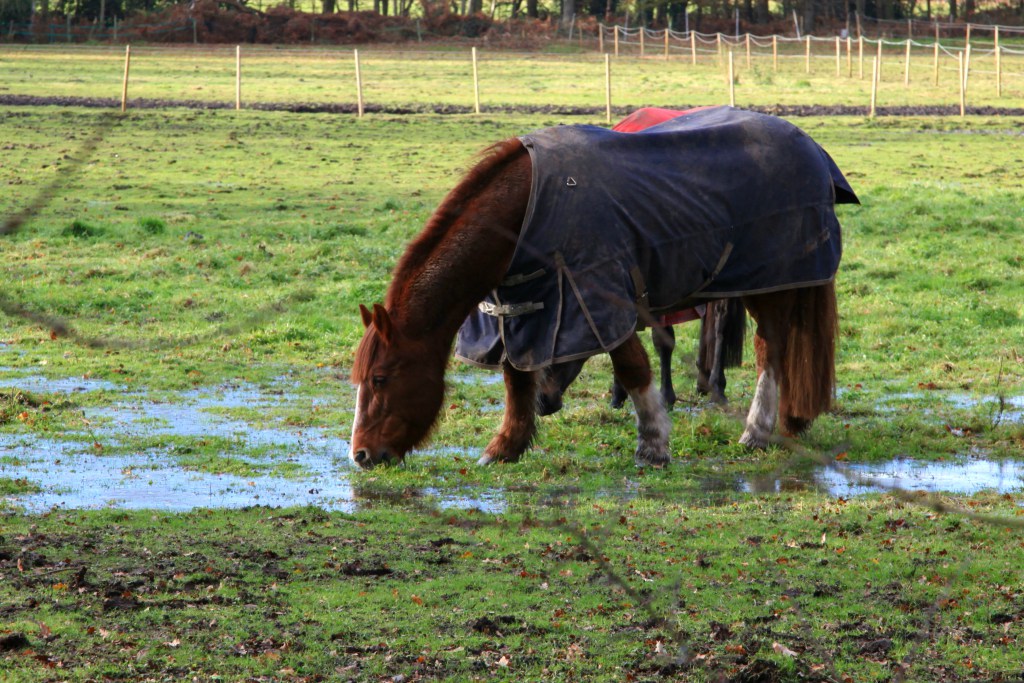 Sodden Fields2