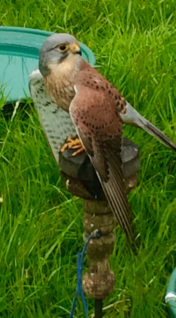 Kestrel at Cowpie 2015