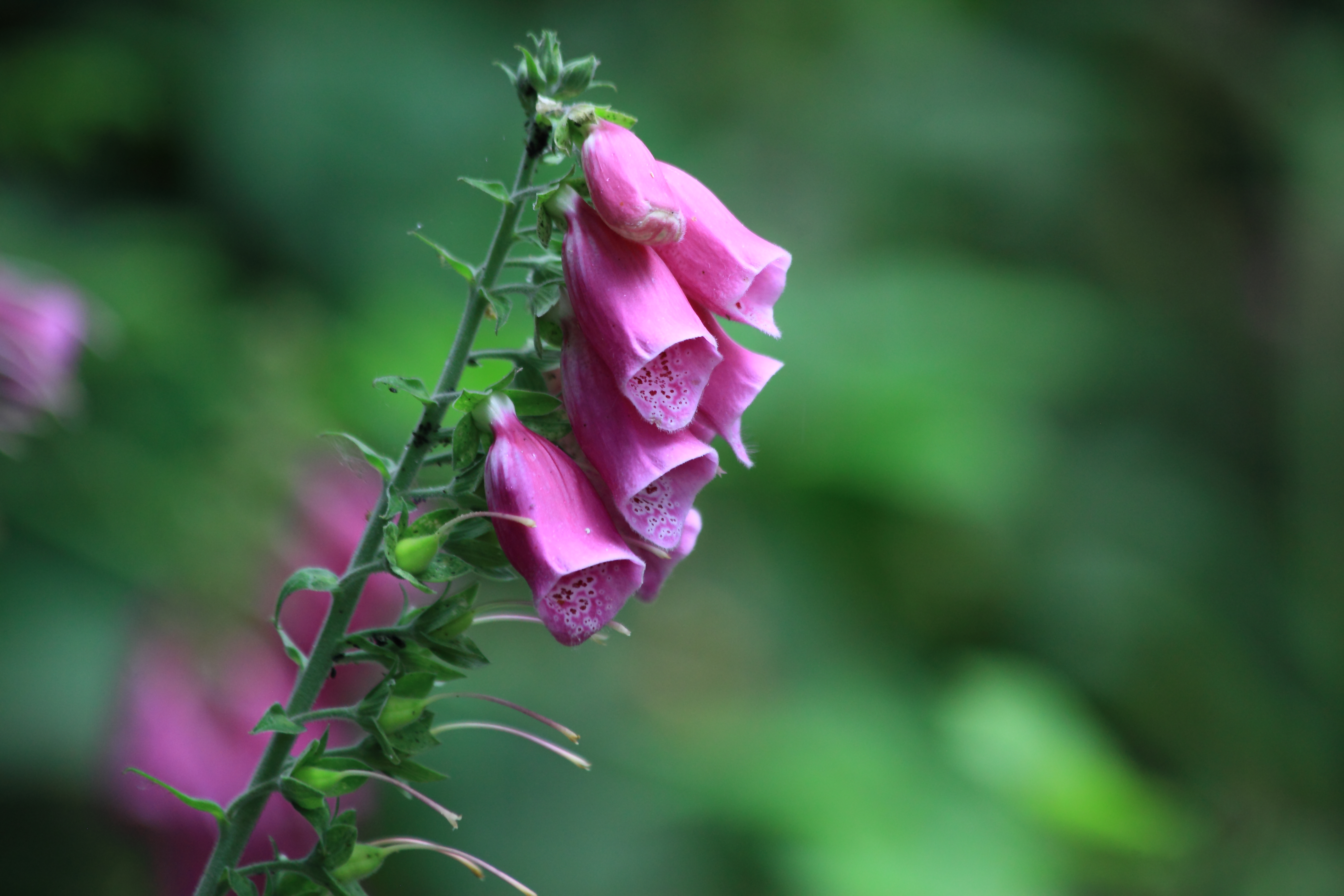 Foxglove. Copyright Chris Bushe 2015