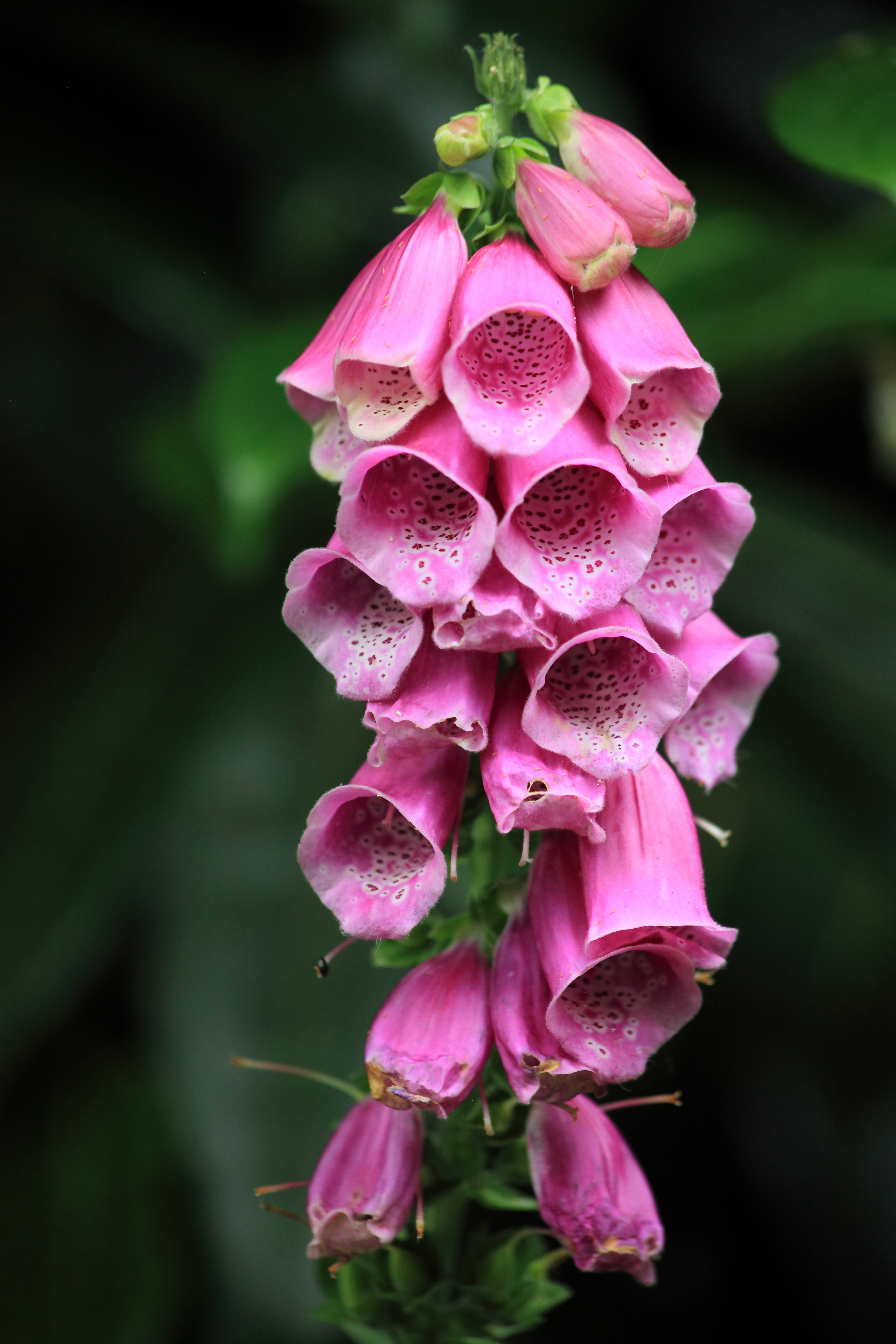Foxglove. Copyright Chris Bushe 2015