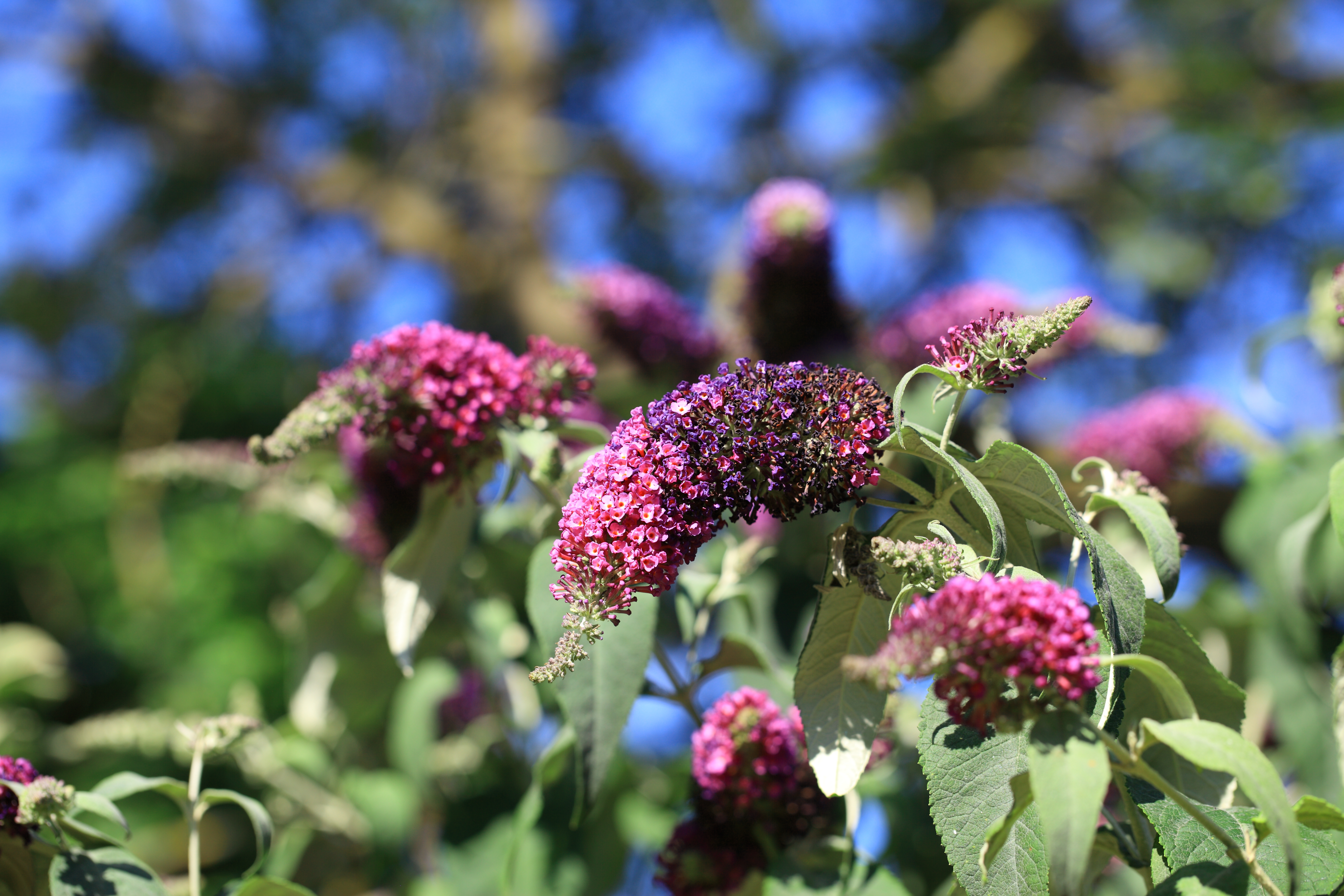 Lilacs in New Malden. Copyright Chris Bushe