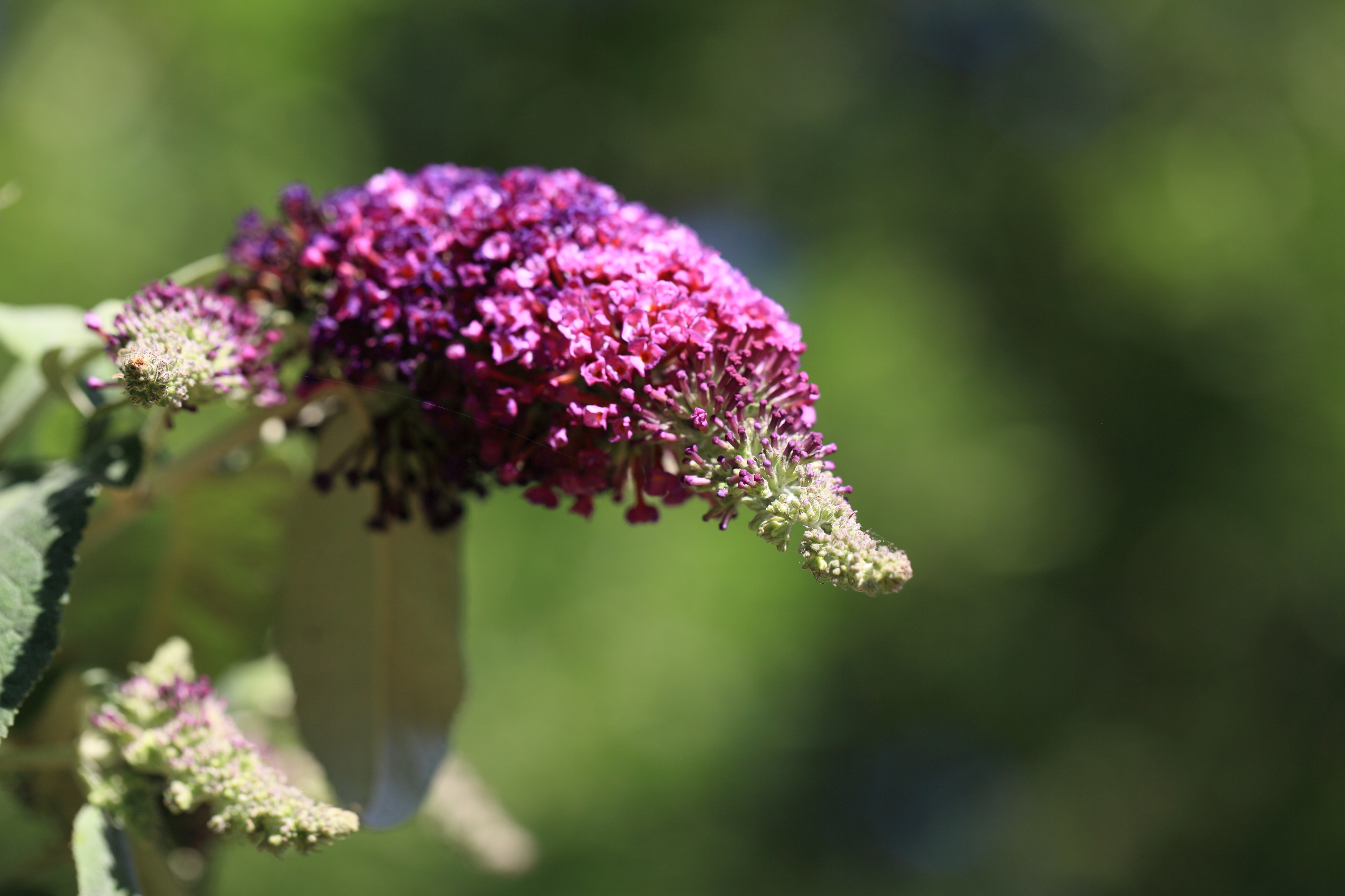 Lilacs in New Malden. Copyright Chris Bushe