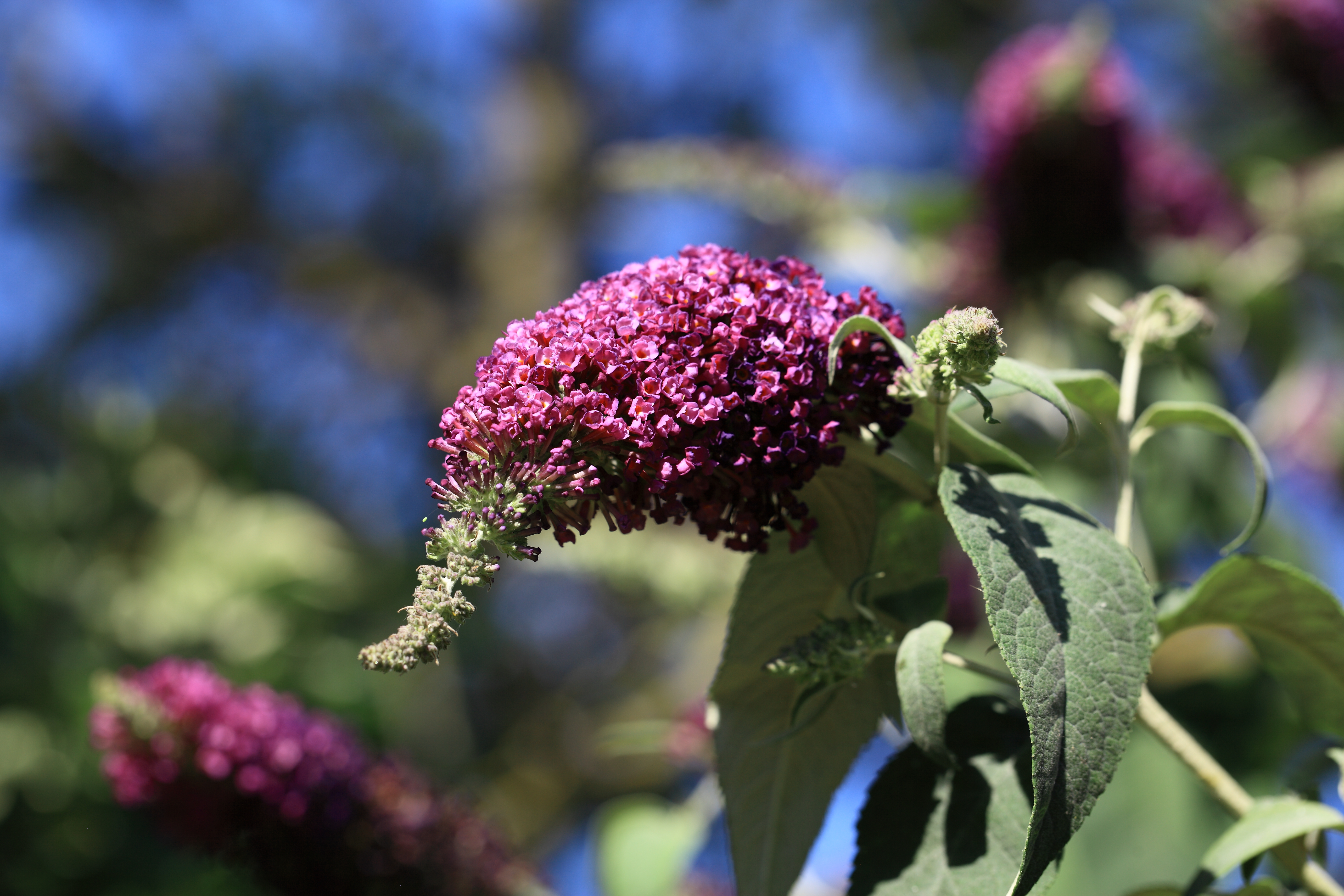 Lilacs in New Malden. Copyright Chris Bushe