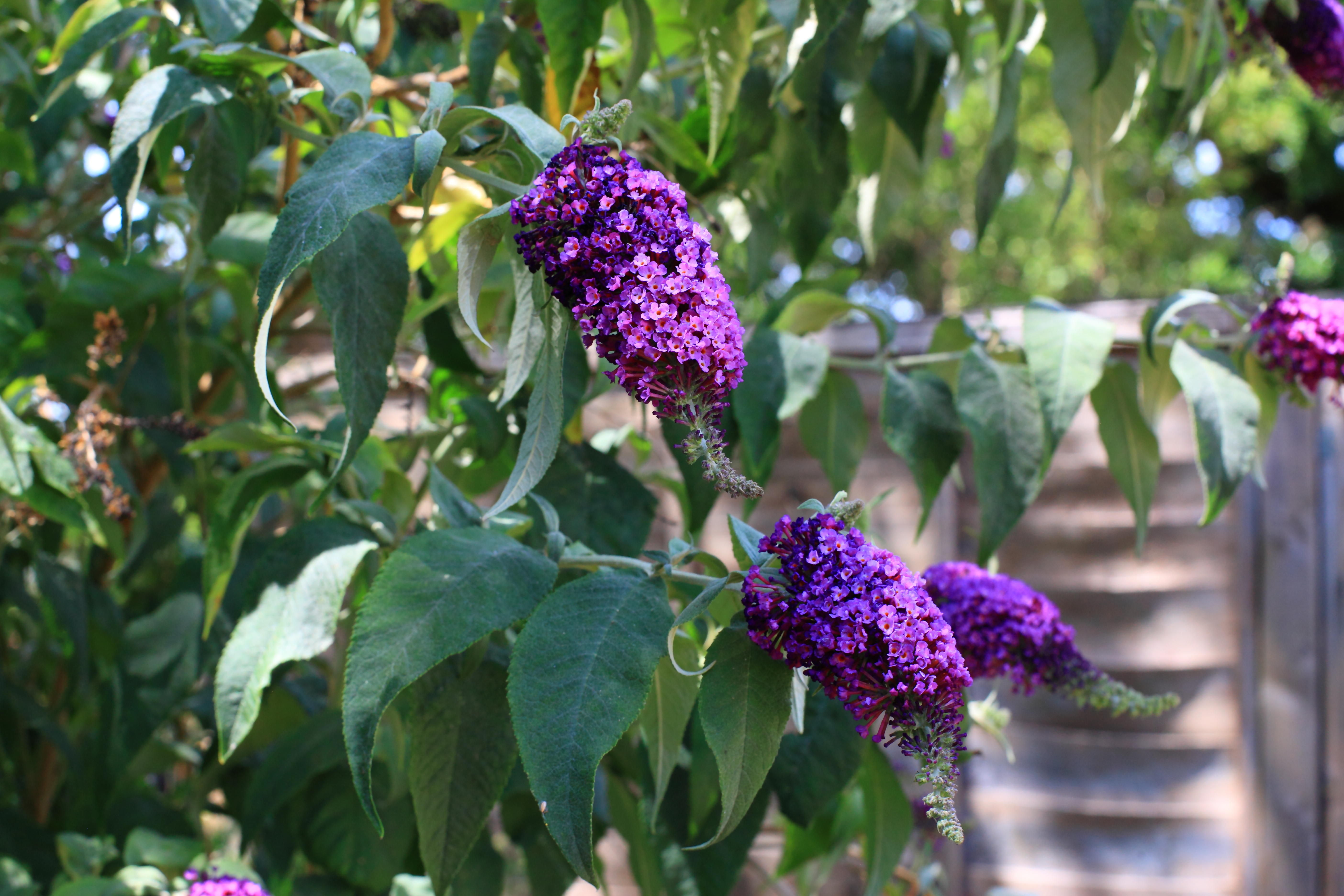 Lilacs in New Malden. Copyright Chris Bushe