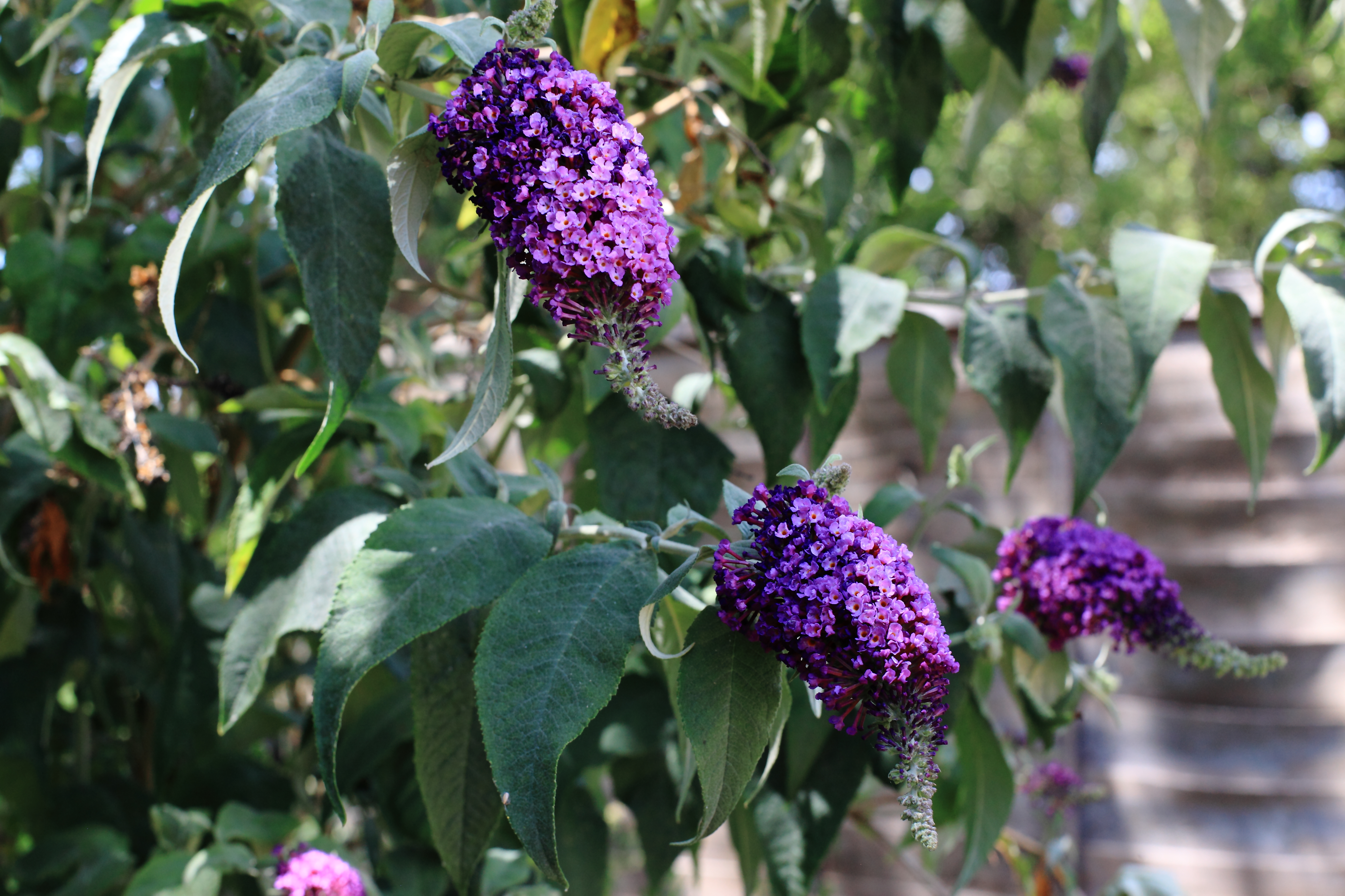 Lilacs in New Malden. Copyright Chris Bushe