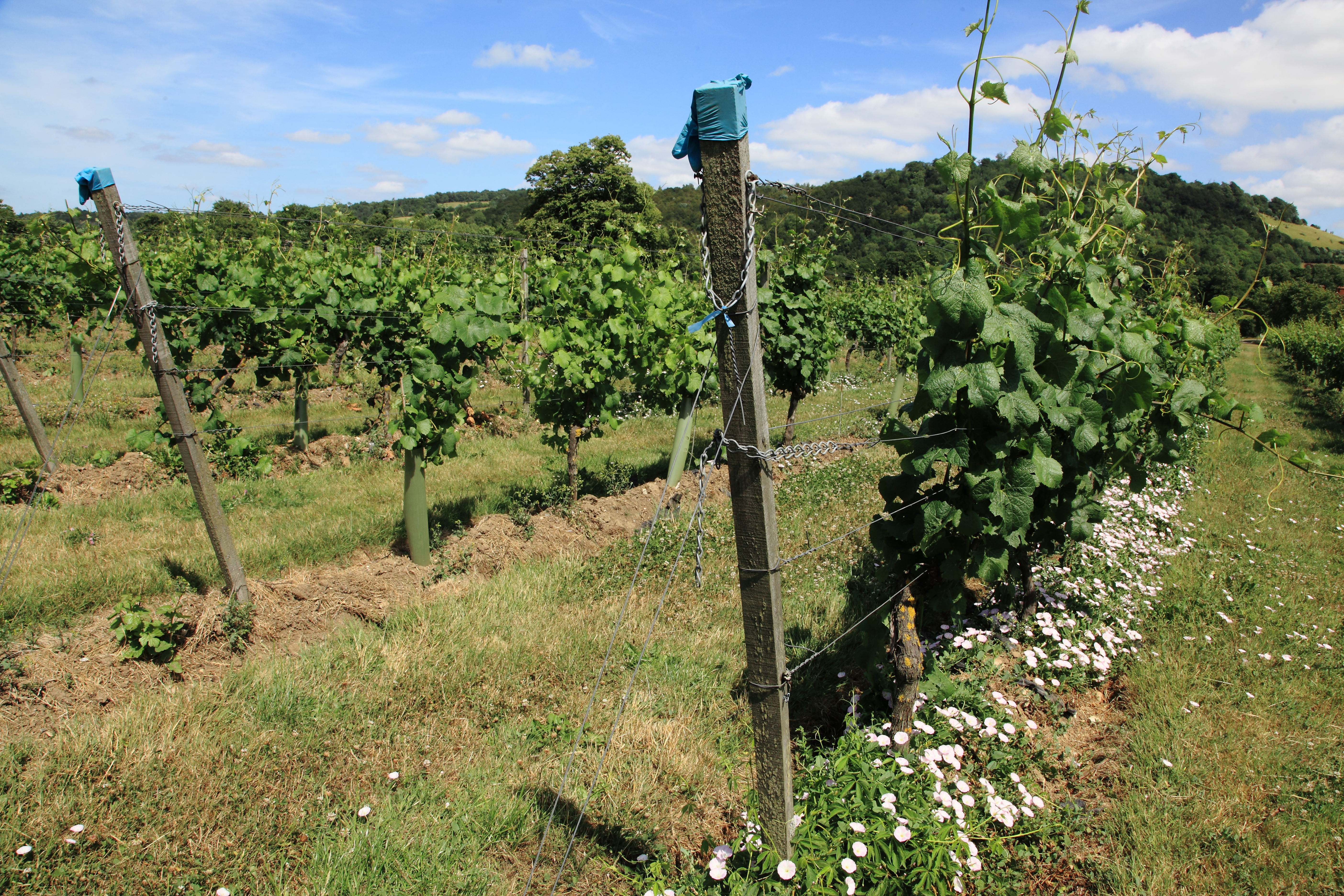 Denbies wine Estate Copyright Chris Bushe
