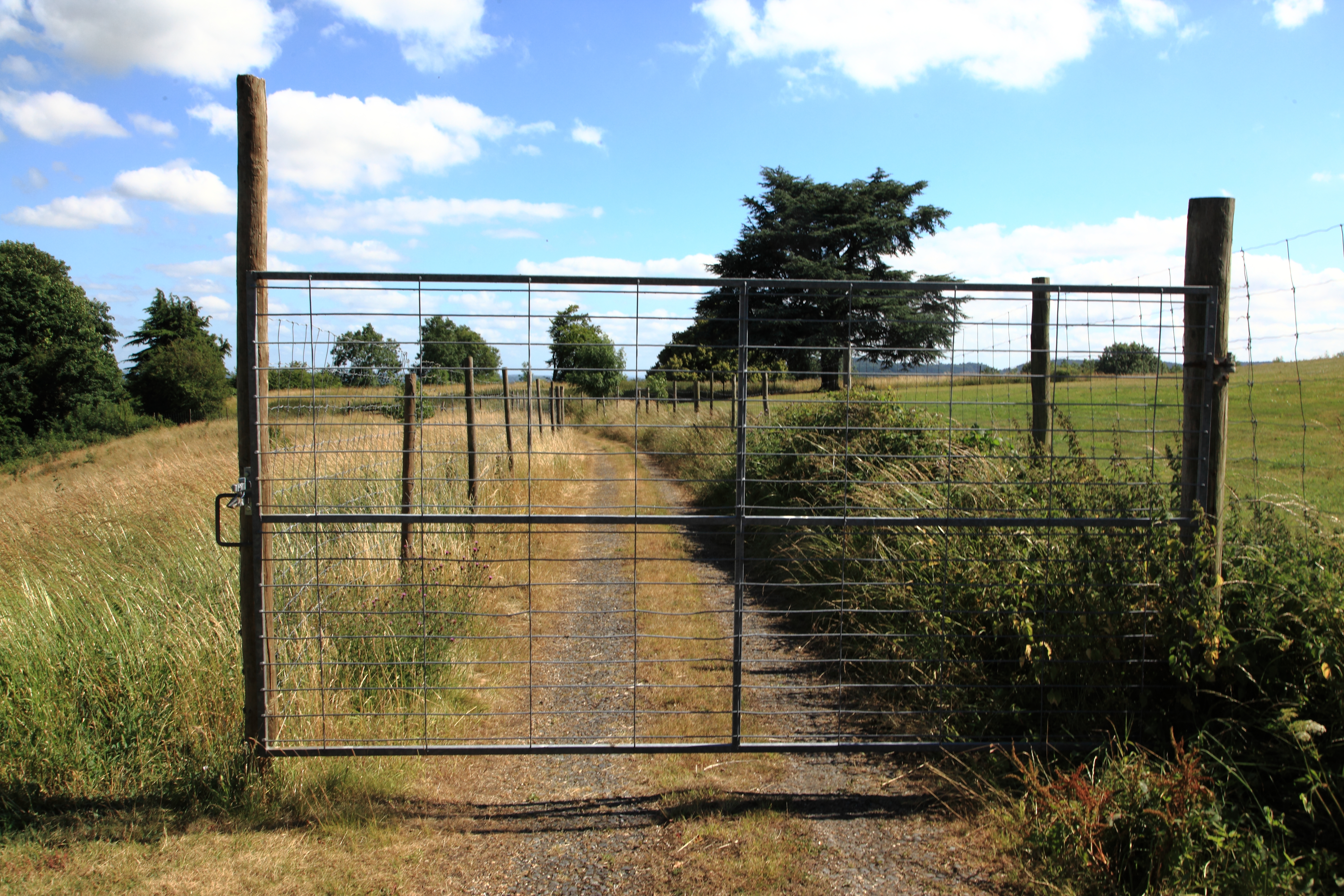 Denbies wine Estate Copyright Chris Bushe