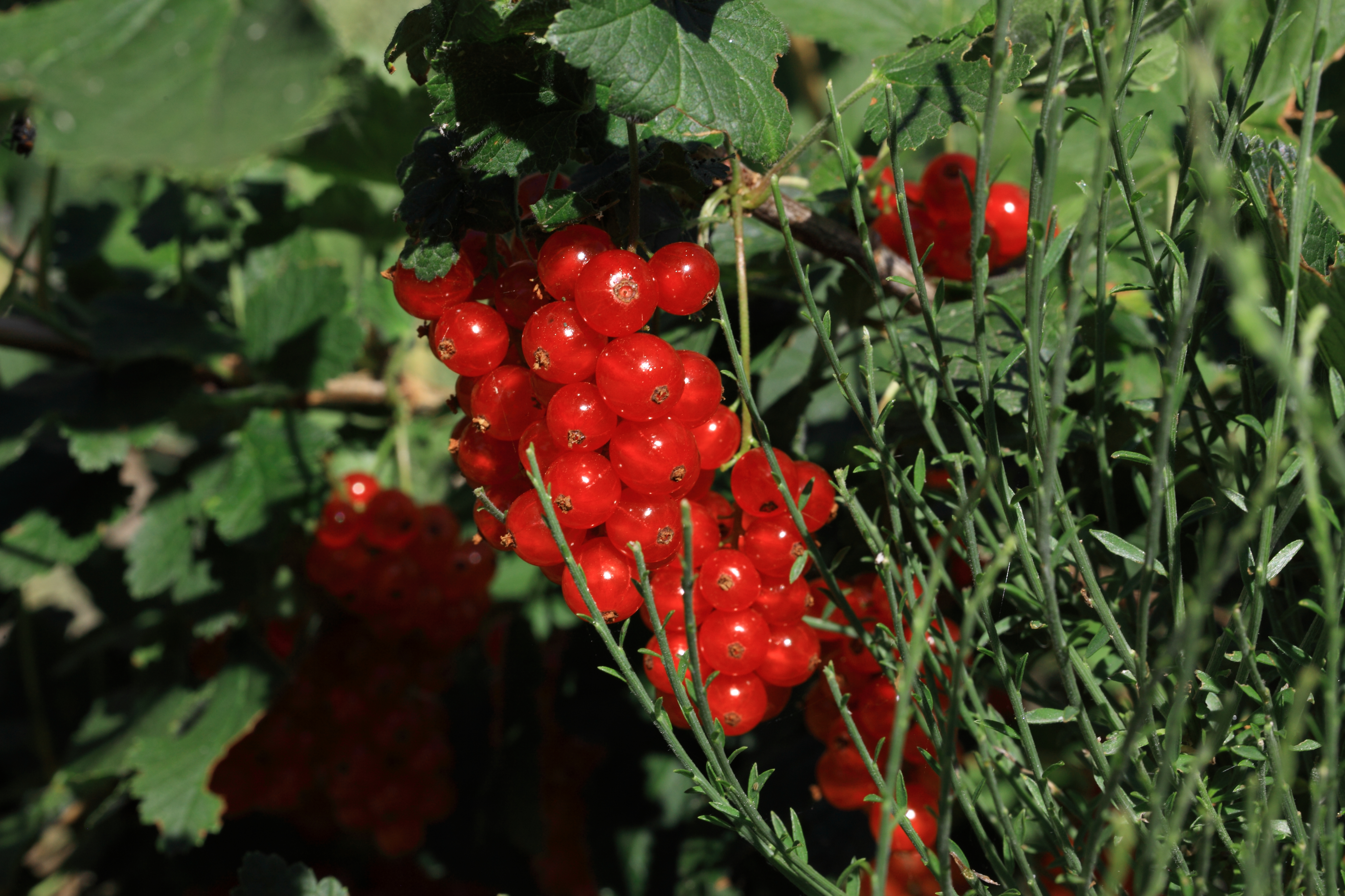 Redcurrants Copyright Chris Bushe 2015