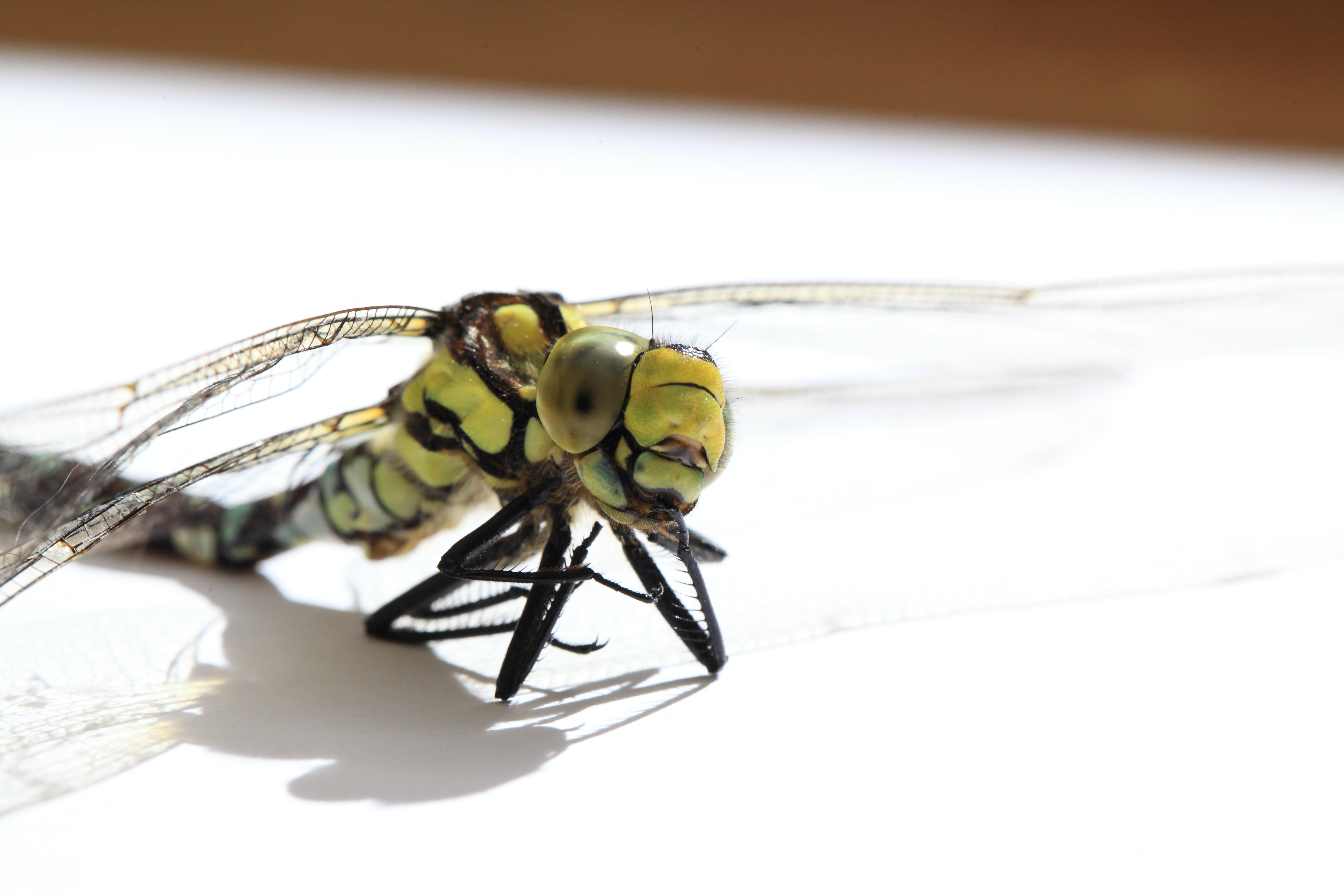 Dragonfly Copyright Chris Bushe 2015