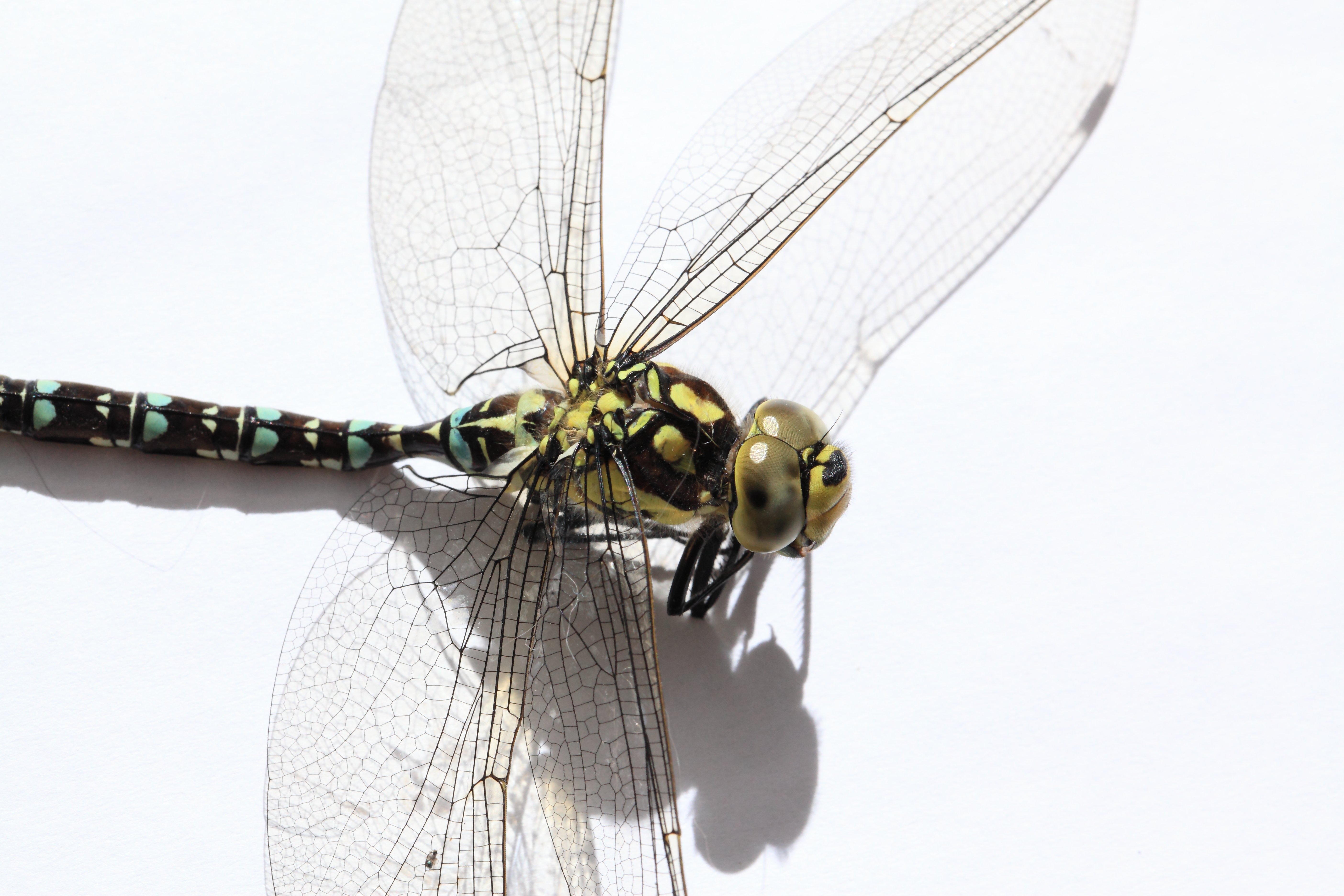 Dragonfly Copyright Chris Bushe 2015