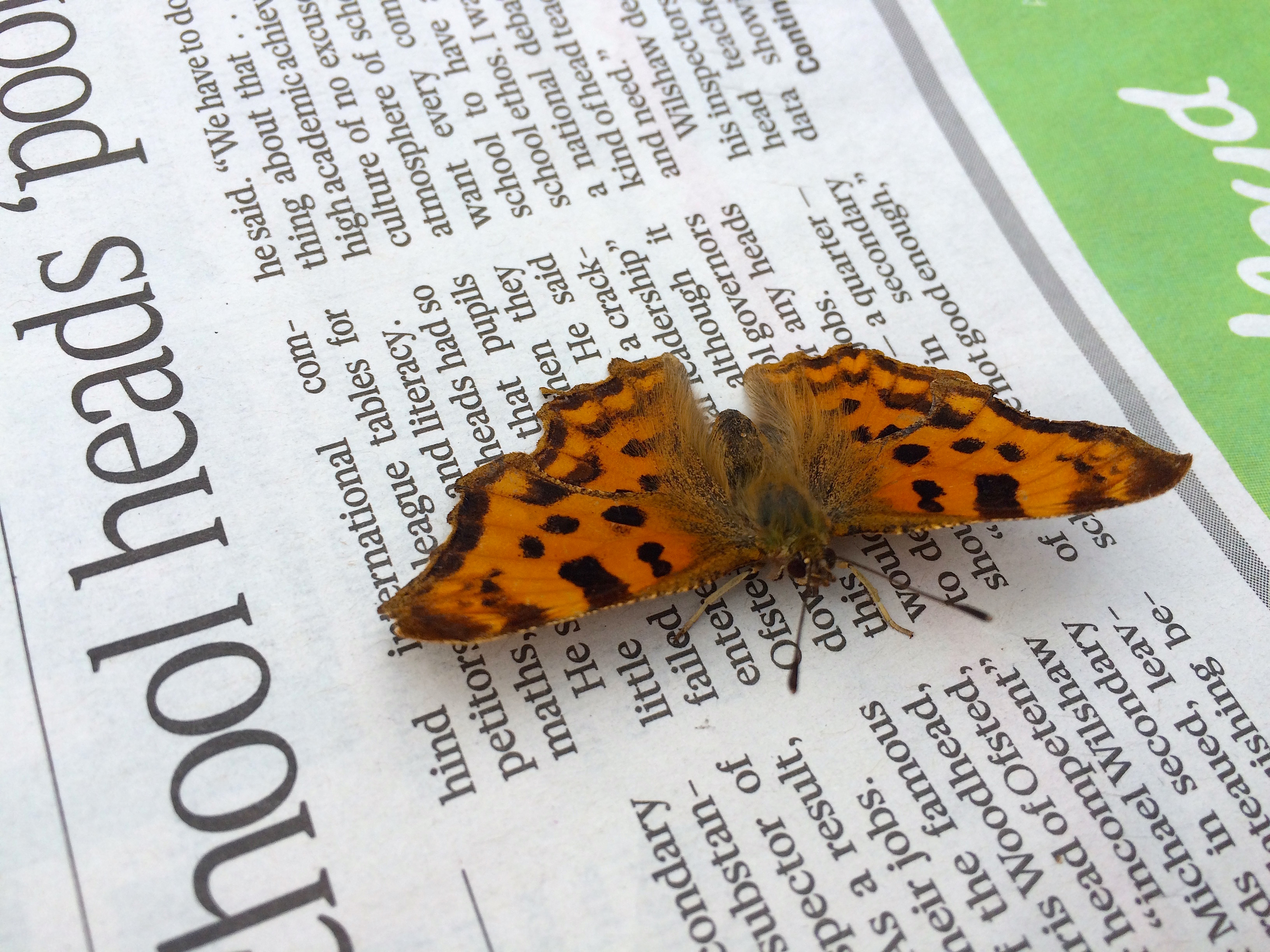 The Sunday Times butterfly Copyright Chris Bushe 2015