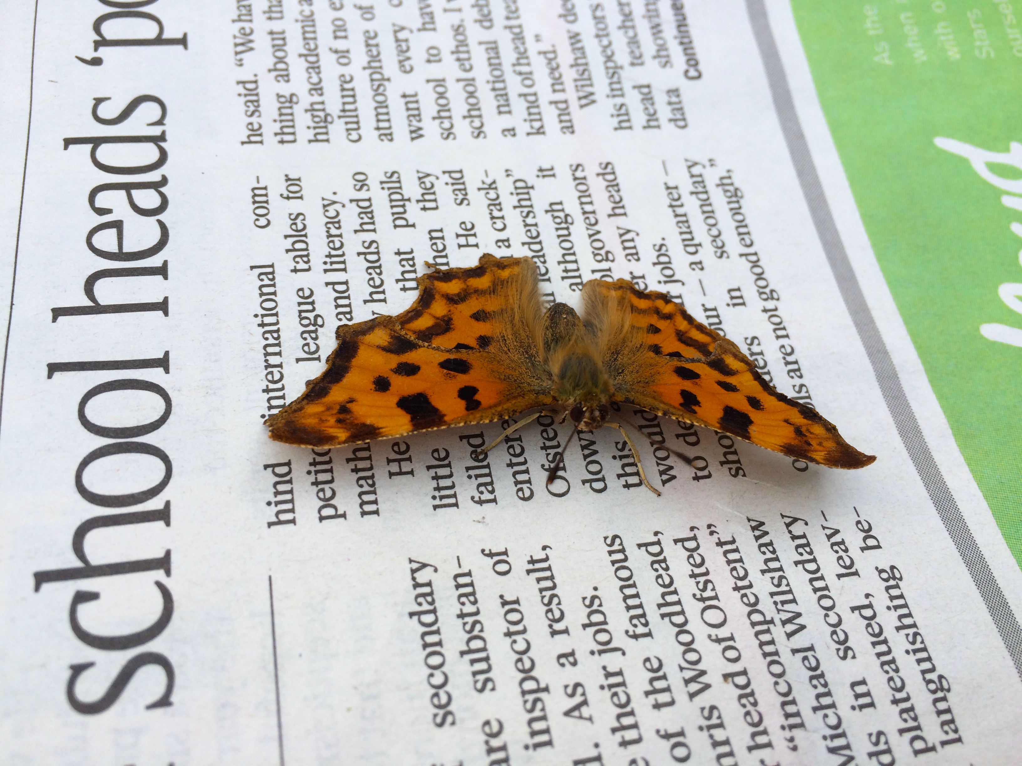 The Sunday Times butterfly Copyright Chris Bushe 2015