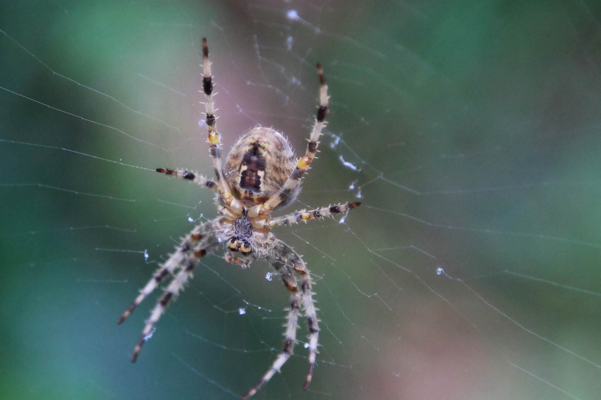 Garden Spider by chris Bushe