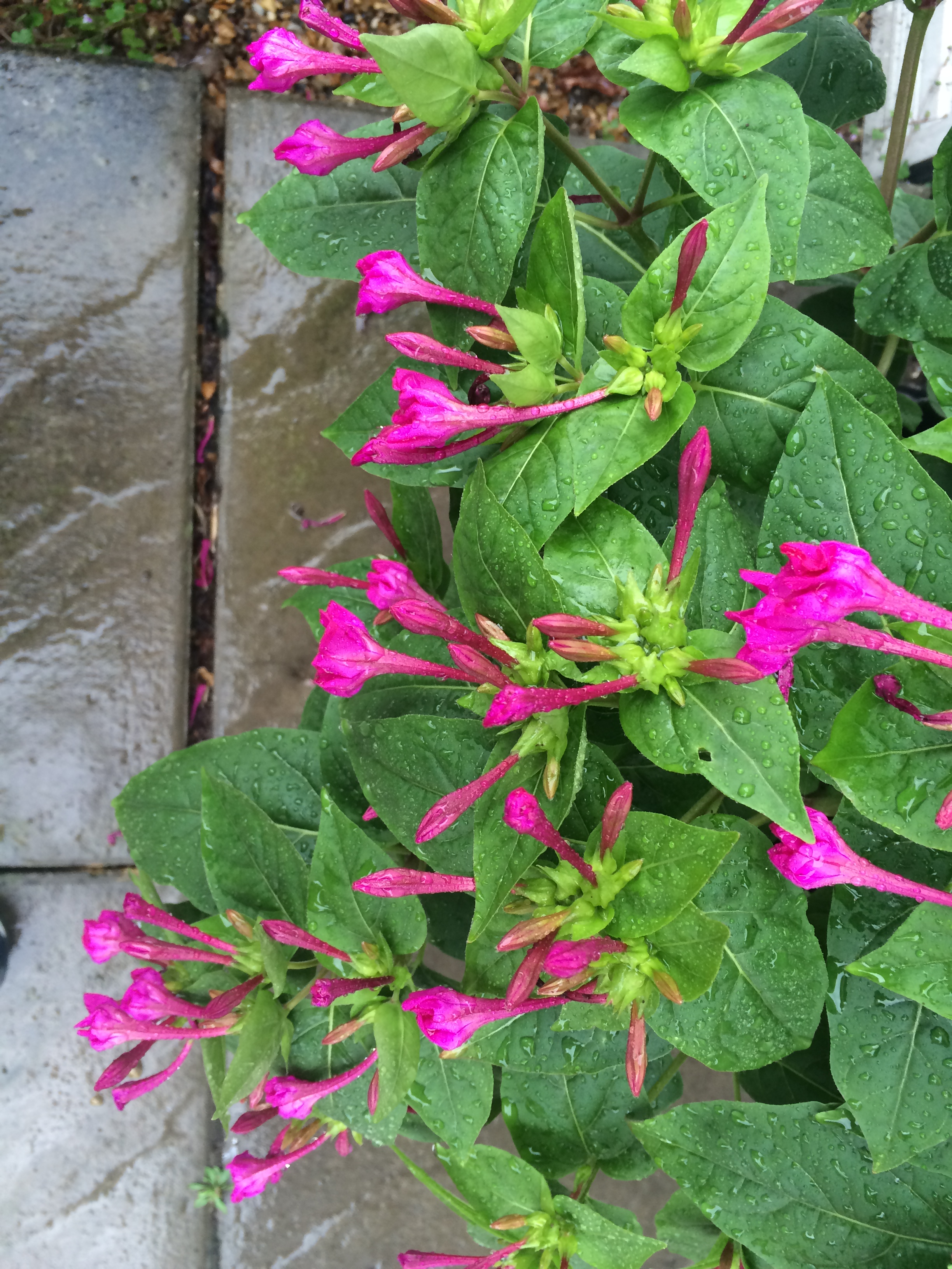 Mirabilis Jalapa flowering