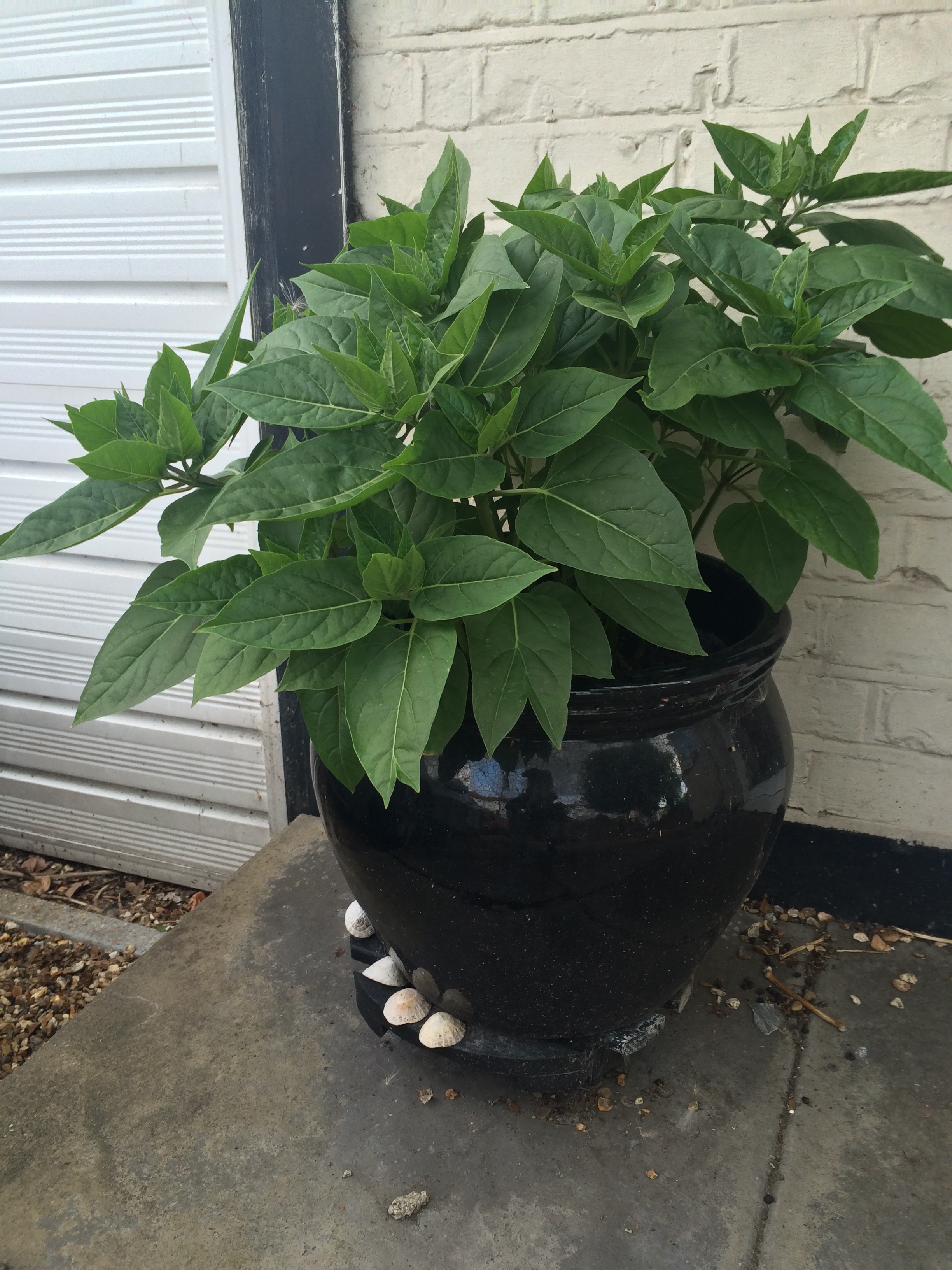 Mirabilis Jalapa with no flowers. 