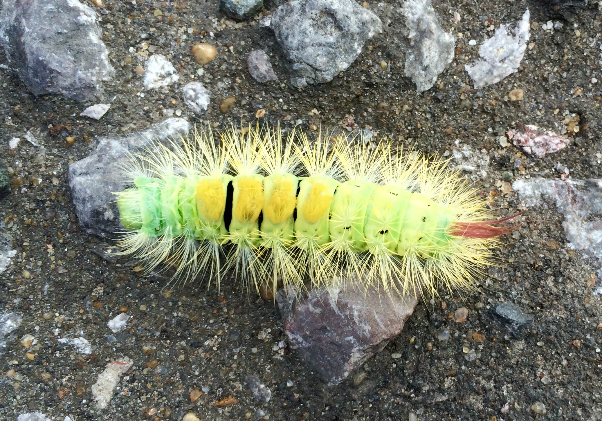 Hersham Caterpillar