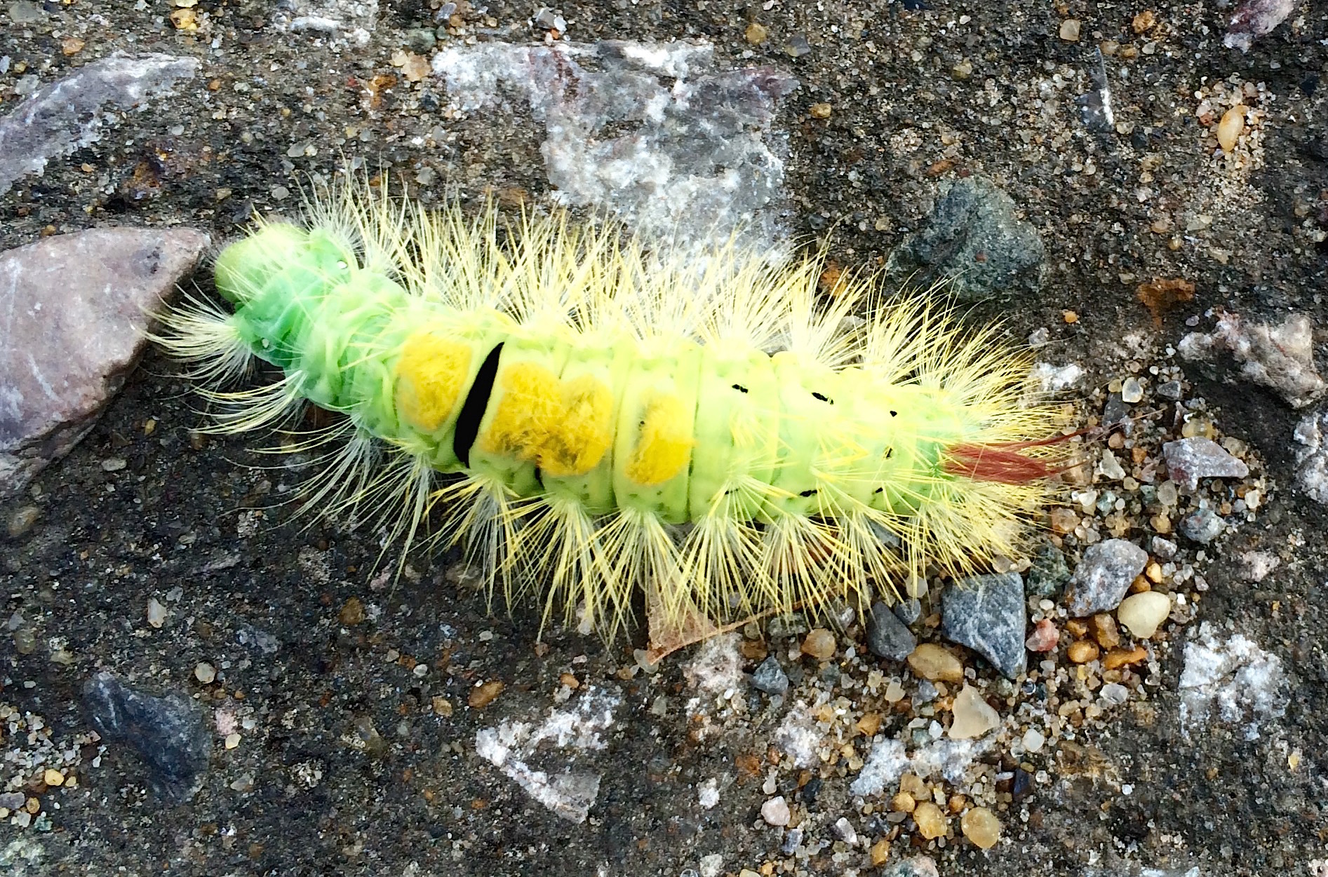 Hersham Caterpillar