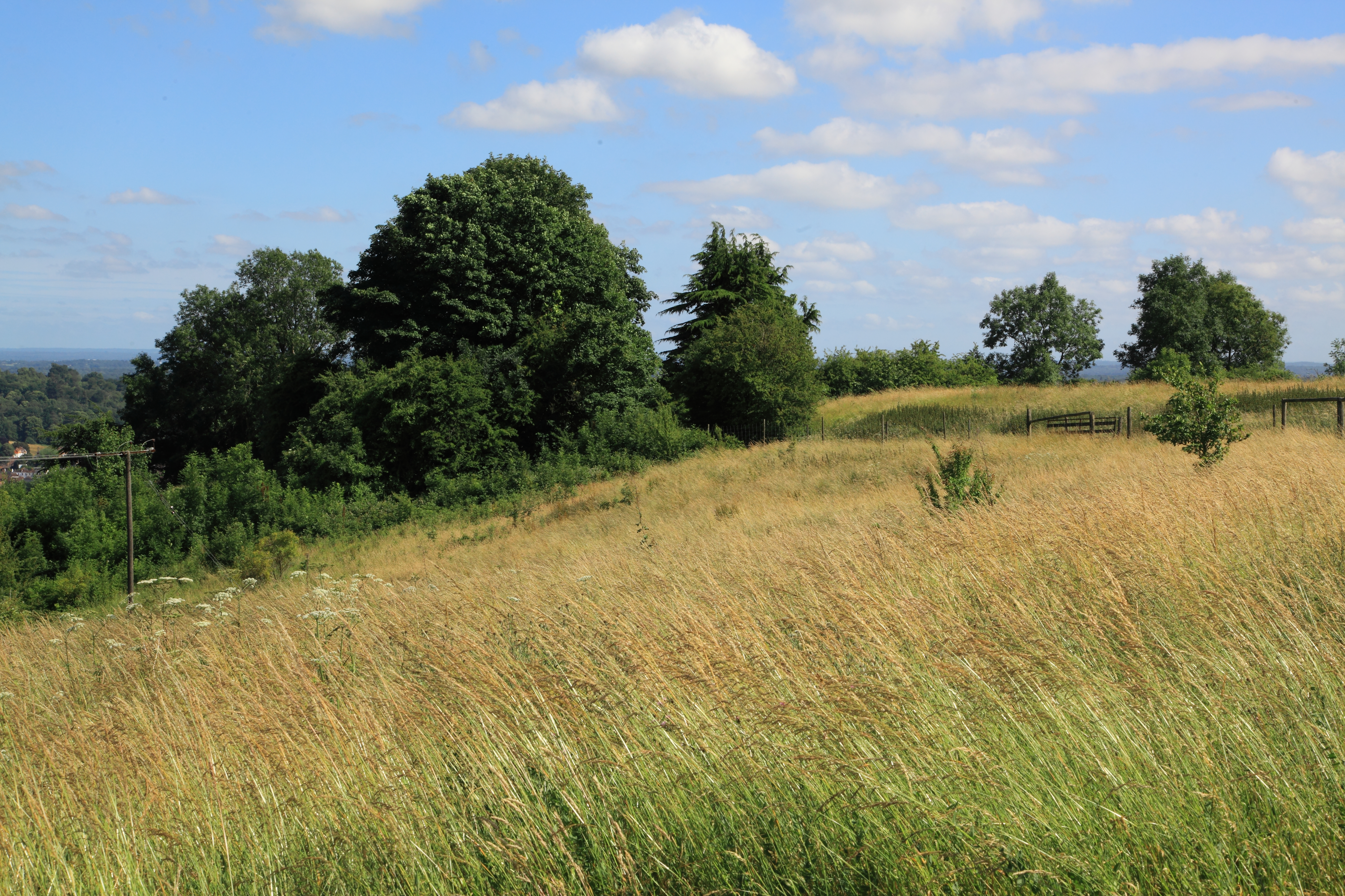 Denbies Vineyard. Dorking