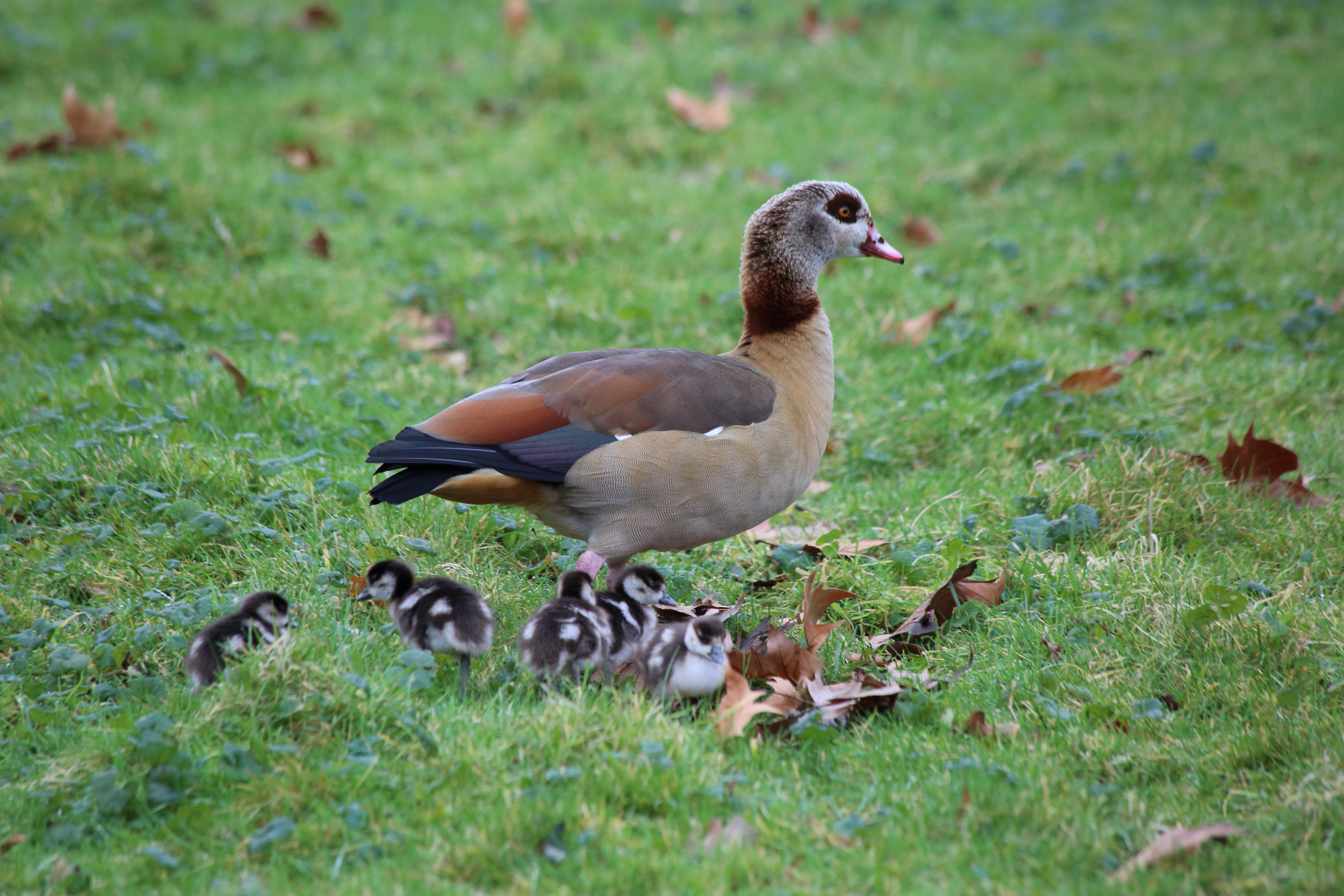 Egyptian Goose and Goslings .Painshill Park in Cobham. Copyright Chris Bushe 2016