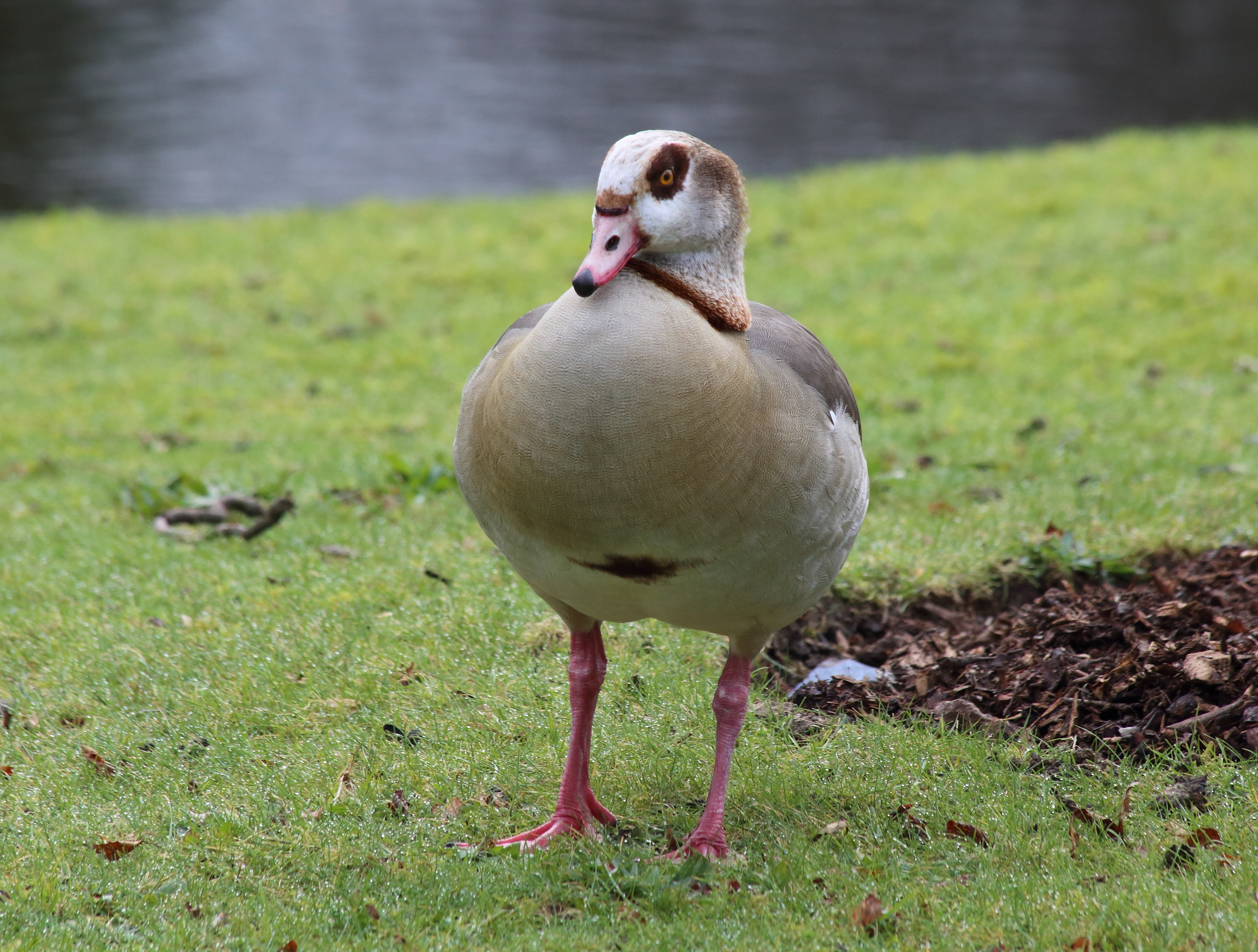 Egyptian Goose and Goslings .Painshill Park in Cobham. Copyright Chris Bushe 2016